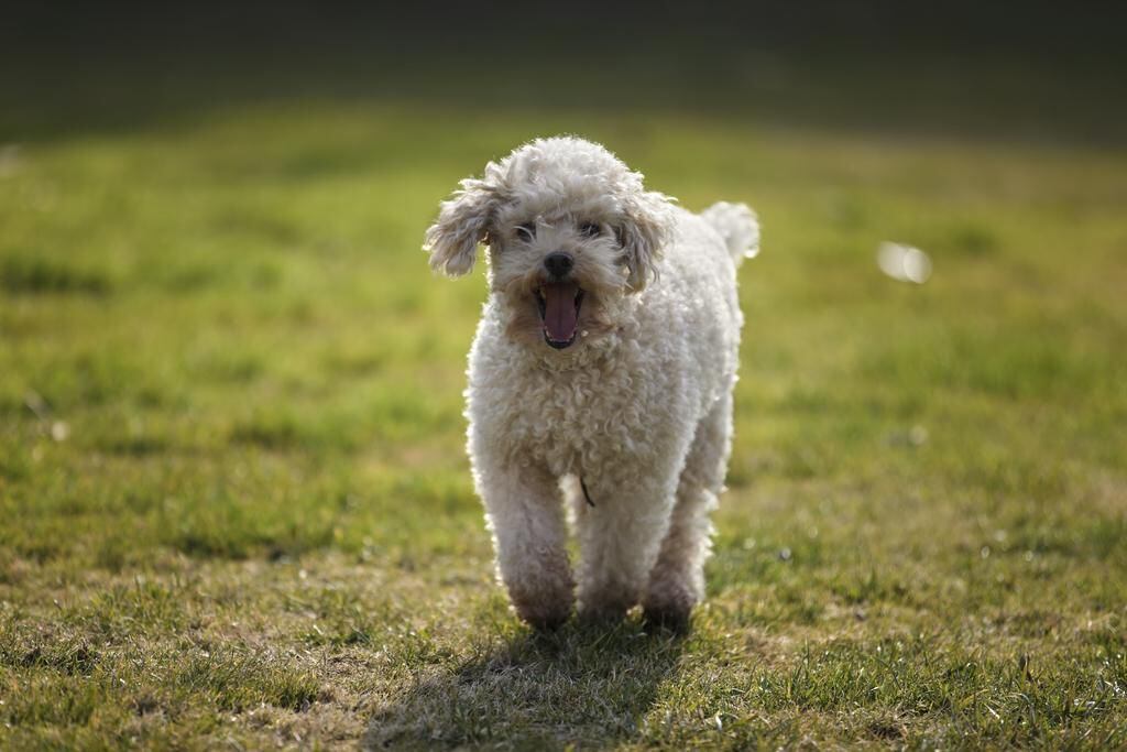 Dubai pet shops closed down after spate of puppy deaths