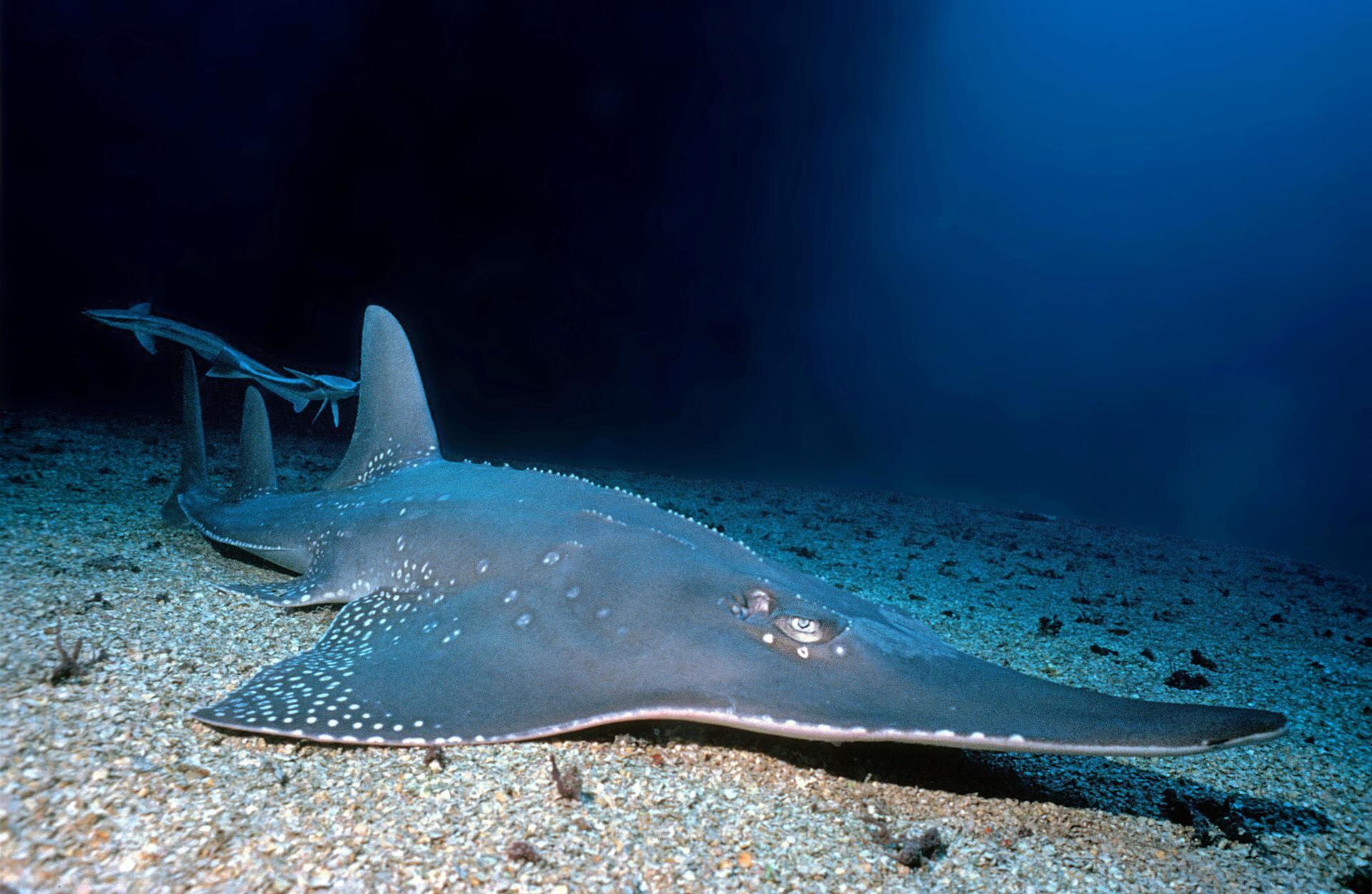 Hope for critically endangered rays found in UAE waters