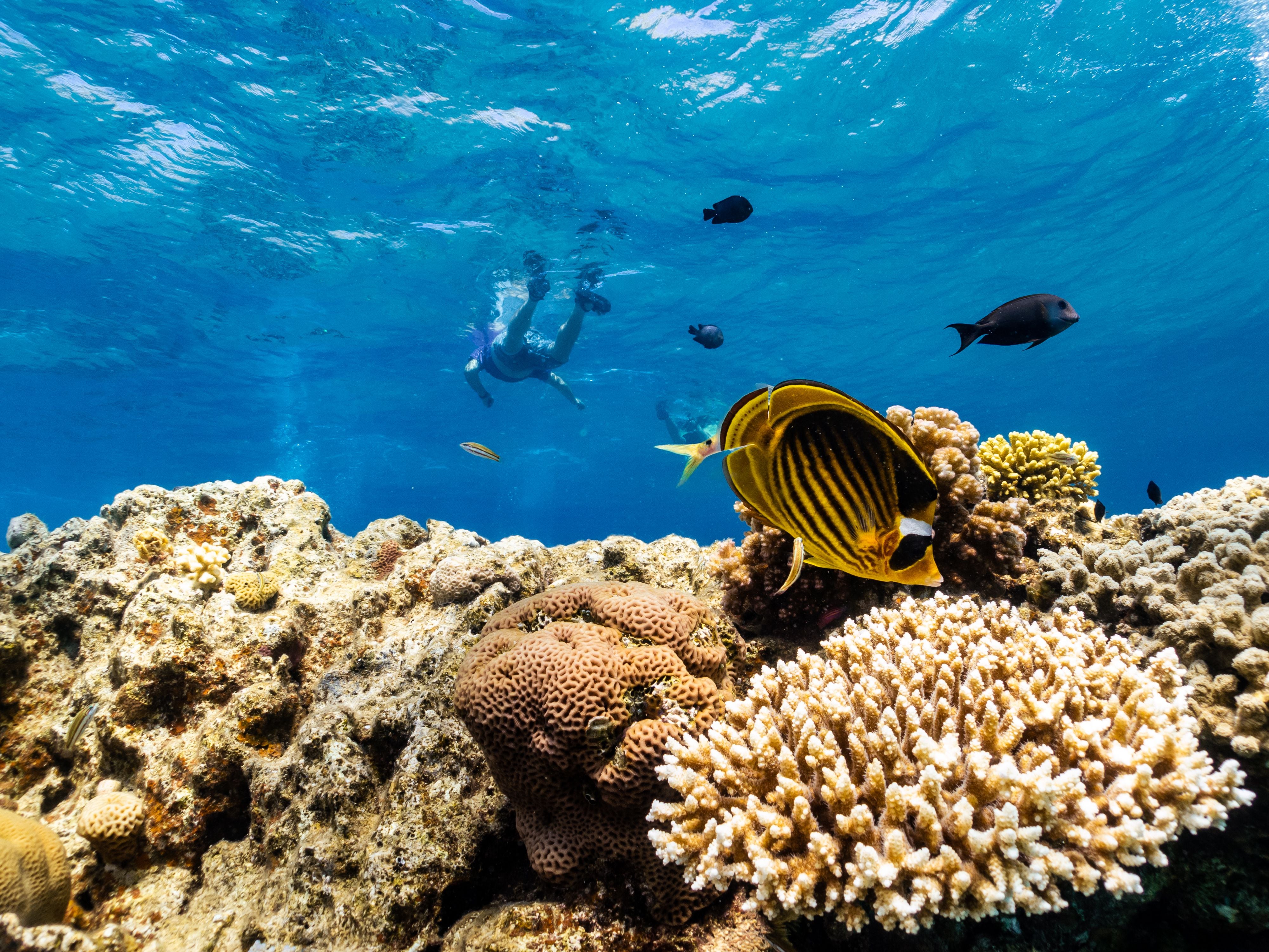Red Sea 'super corals' resistant to rising ocean temperatures - in pictures