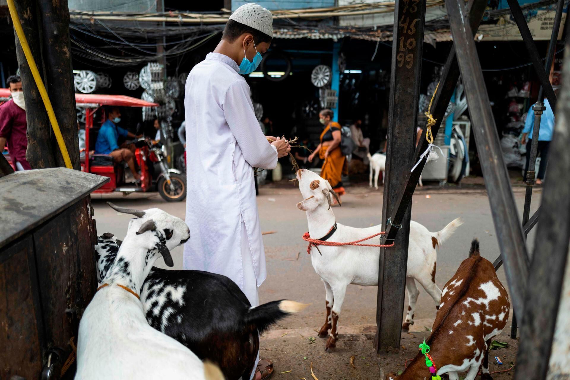 E-Commerce In India Now Includes Goat Sales