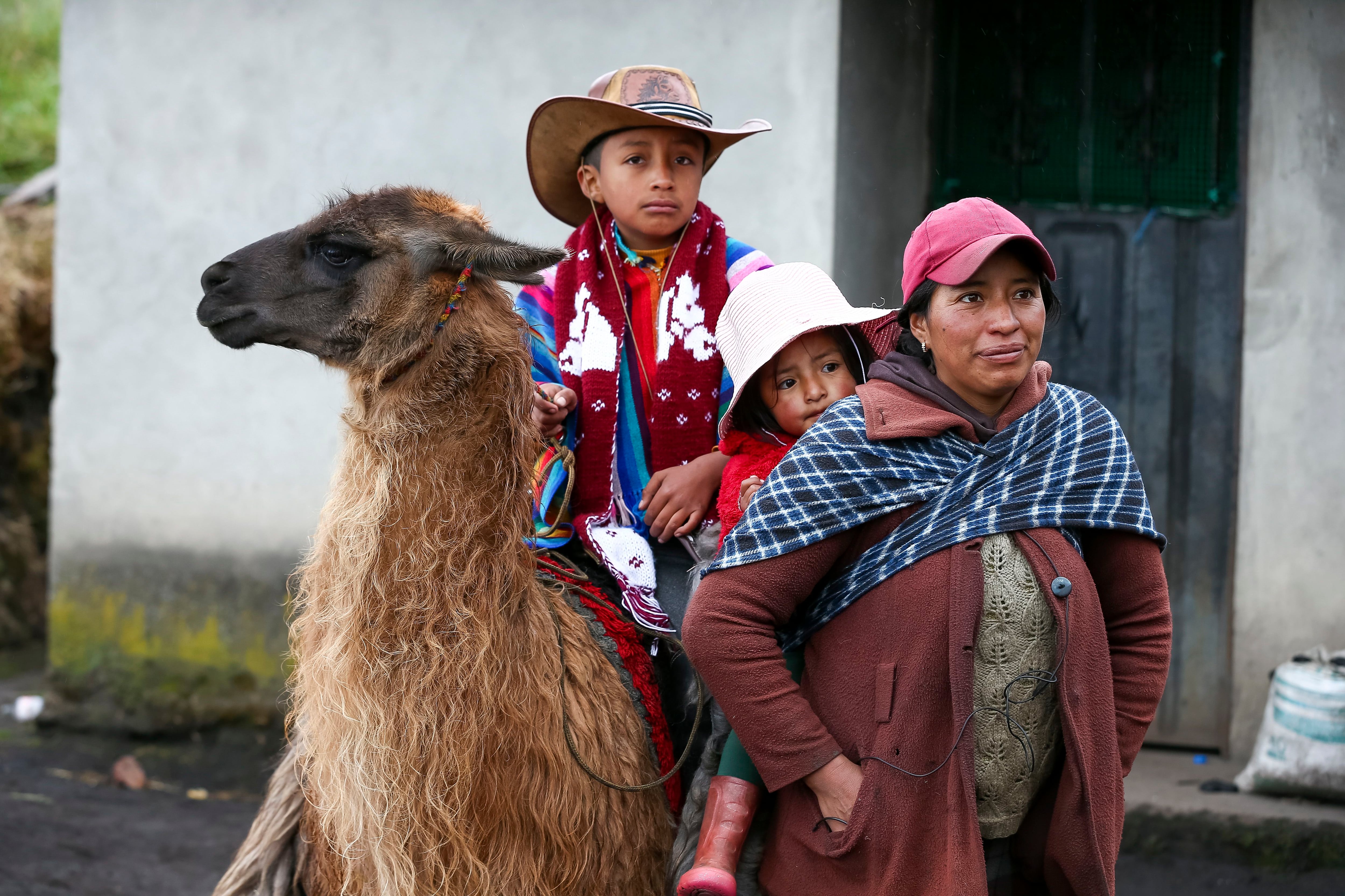 Les Races de Lama : Q'ara, Chaku, Llamingo, Suri, Ccara sullo, Wooly –  Super Lama