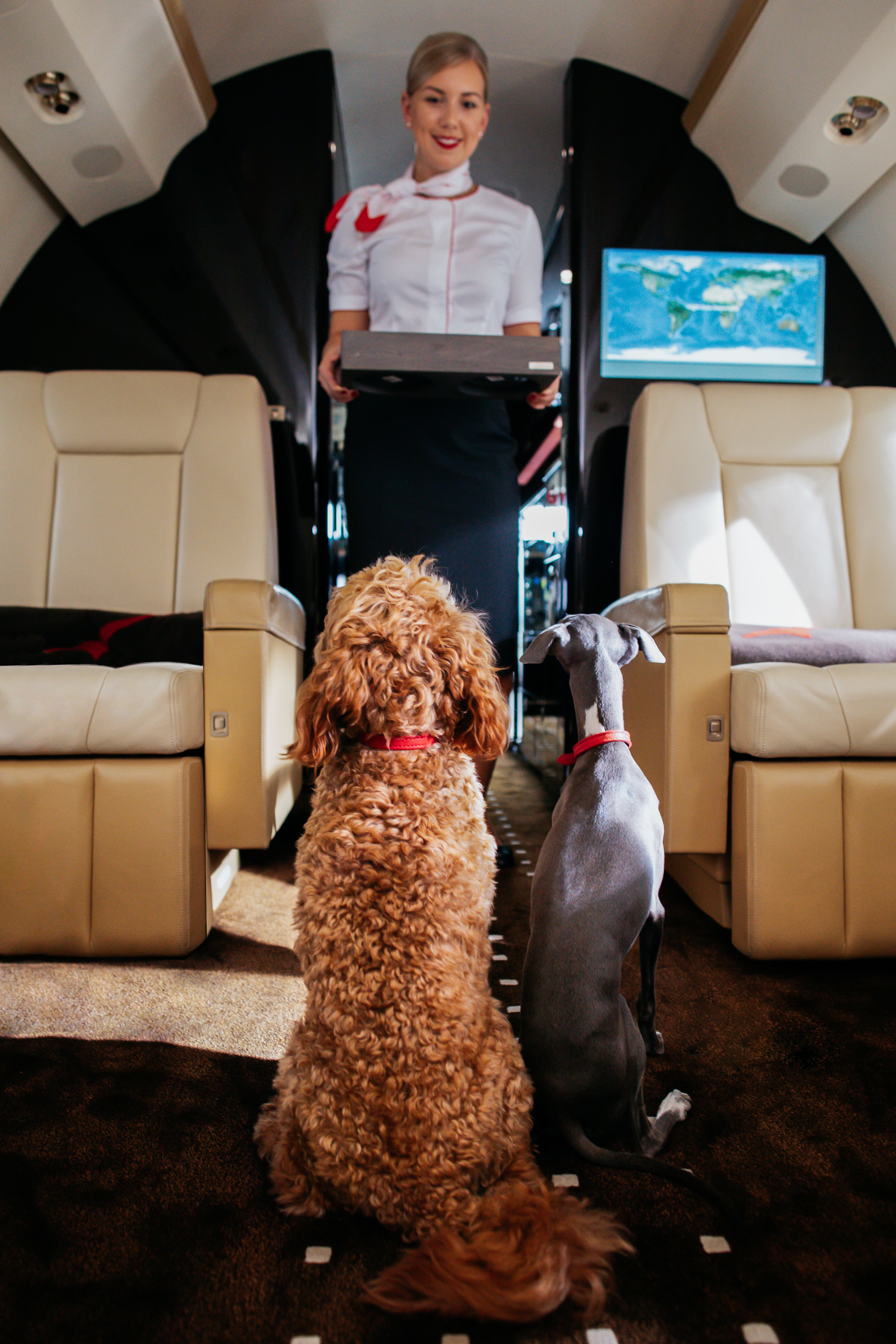 are dogs allowed on private jets