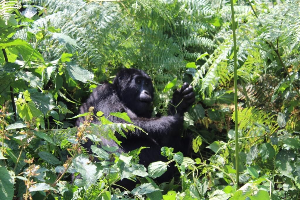 How Africa's Mountain Gorillas Staged a Comeback, Science