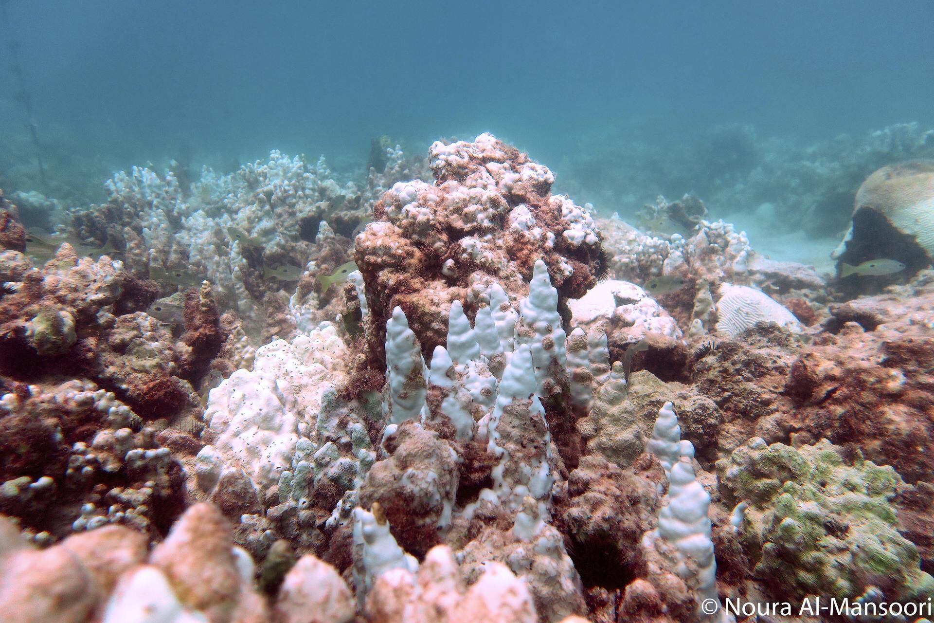 Artificial reefs sunk off Fujairah coast to revive threatened marine  habitats