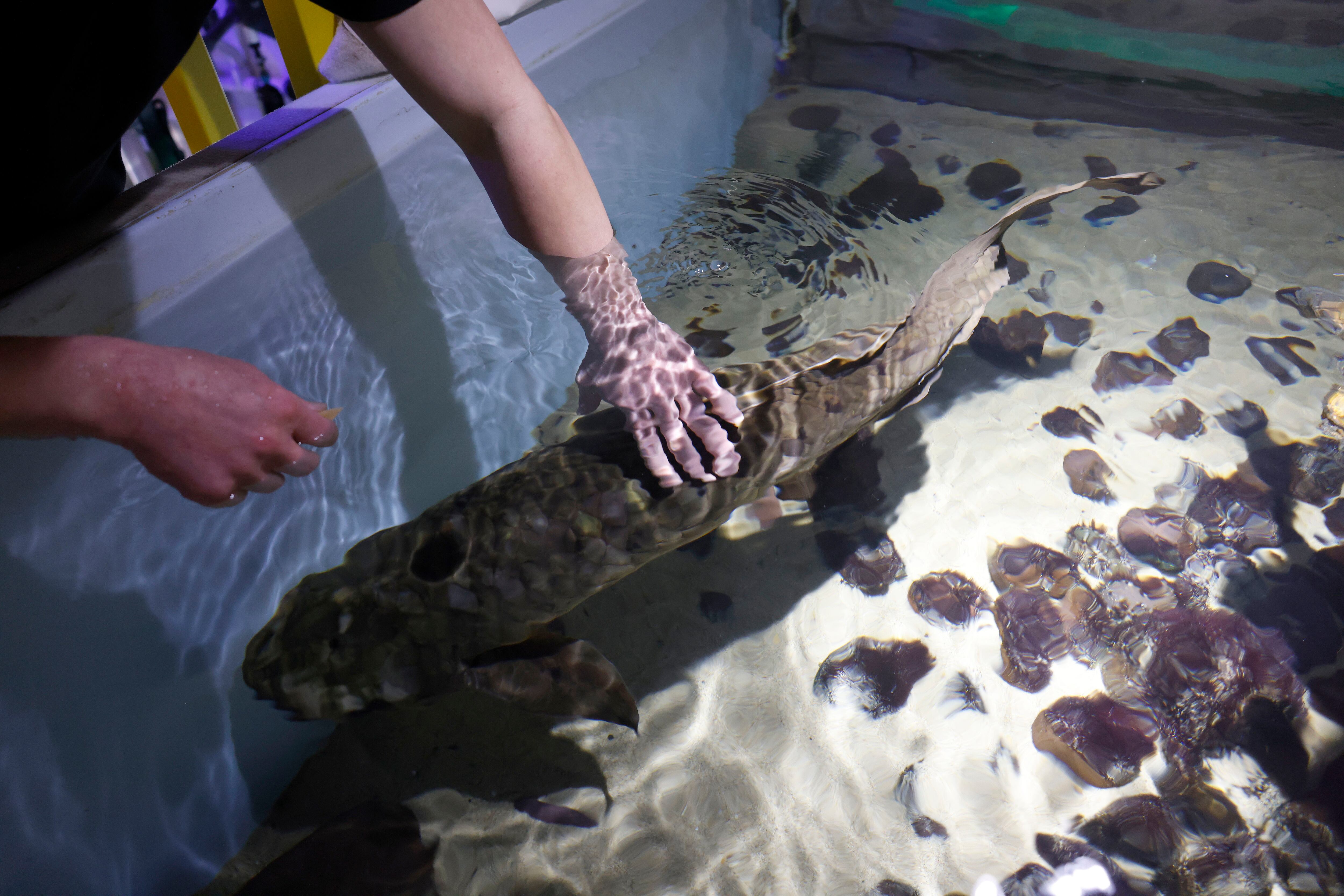 Balloonfish (Spiny Porcupinefish), Online Learning Center