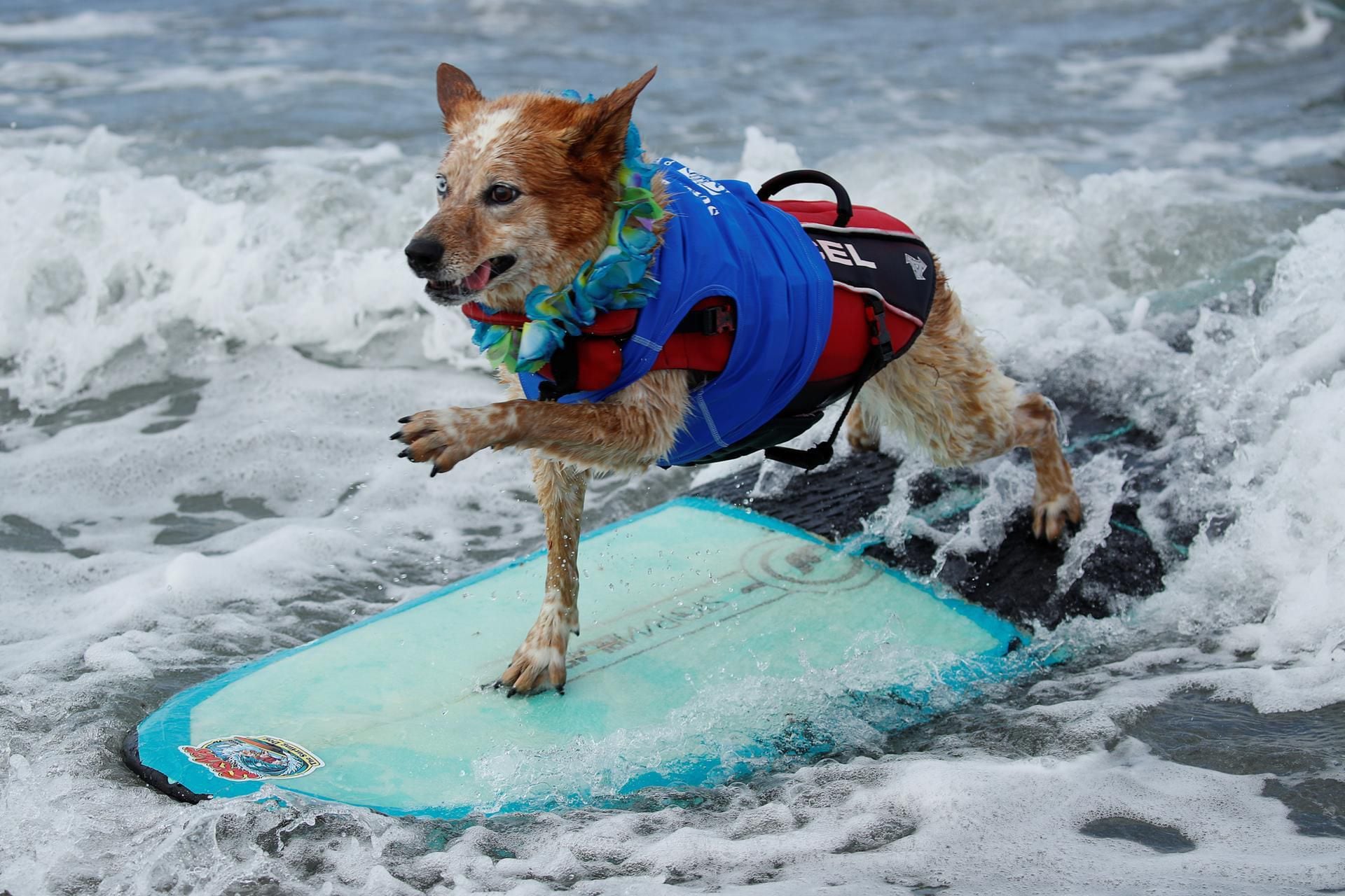 surf-s-pup-these-41-photos-of-dogs-riding-the-waves-in-california-will