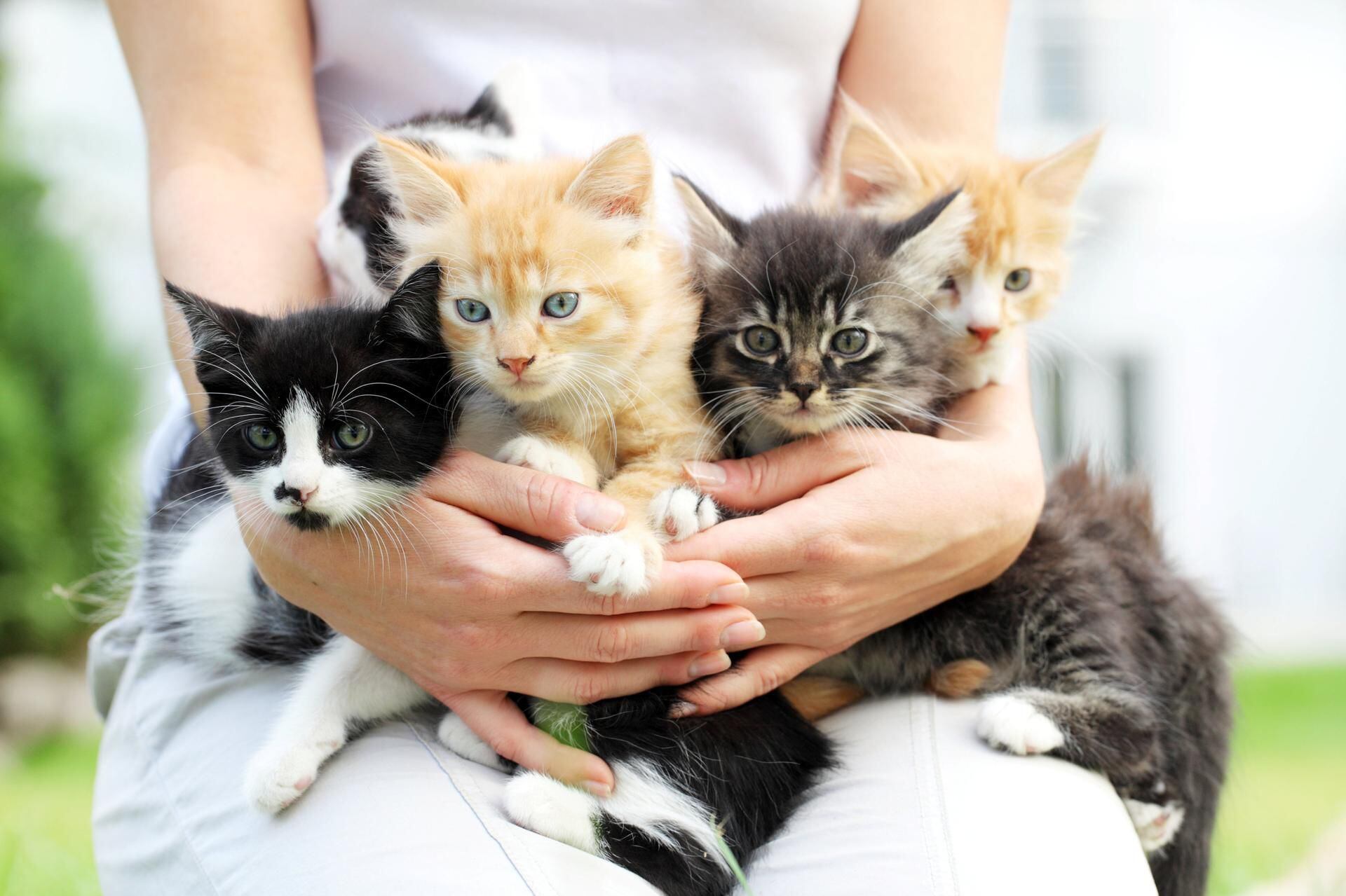 What Makes a Crazy Cat Lady (and Am I One)? - PD Insurance NZ