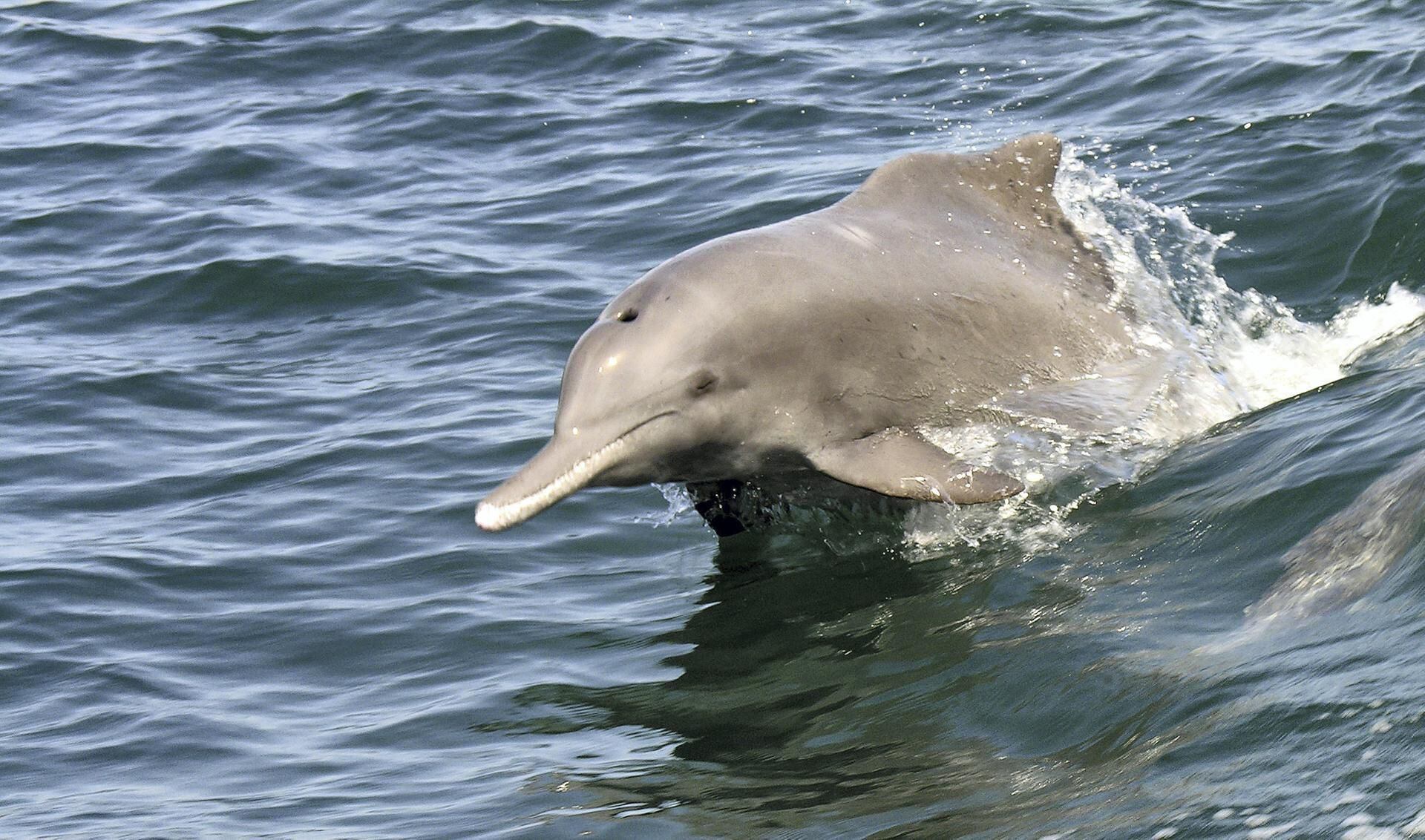 Dolphins are evolving in the Bay of Bengal