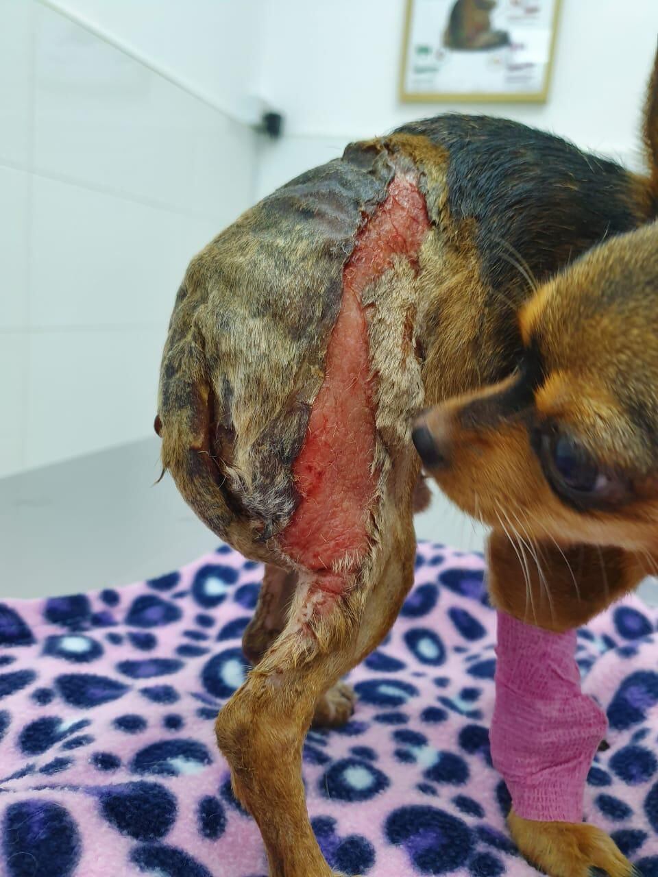 Dubai authorities investigate shampoo linked to dead dog