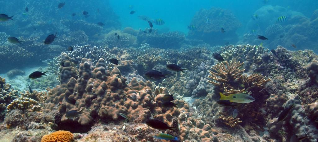 Have scientists discovered three new species of fish vital to UAE's reefs?