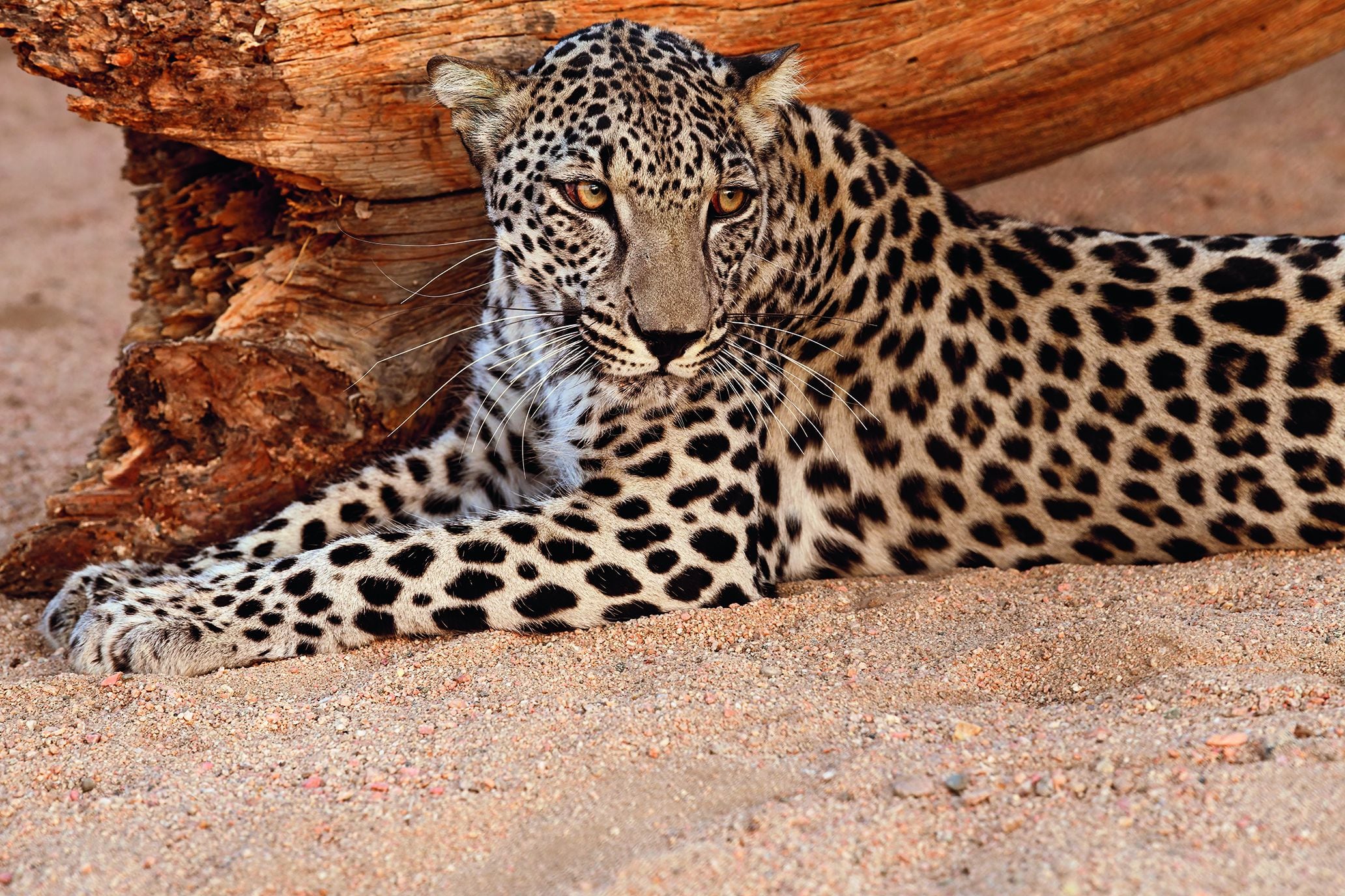 Leopard, Muroor, Abu Dhabi