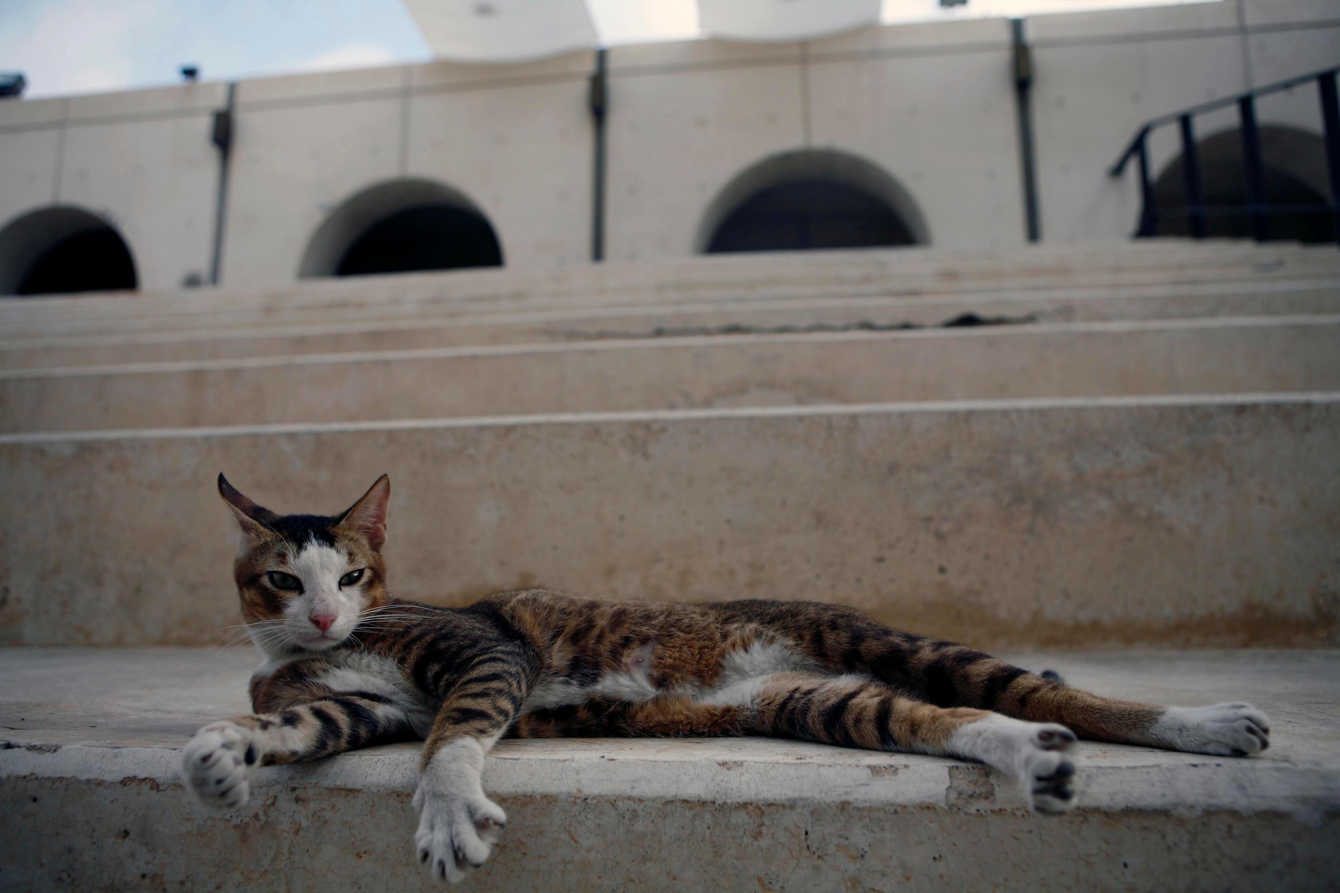 A Quick Guide To Helping Street Cats In The Uae