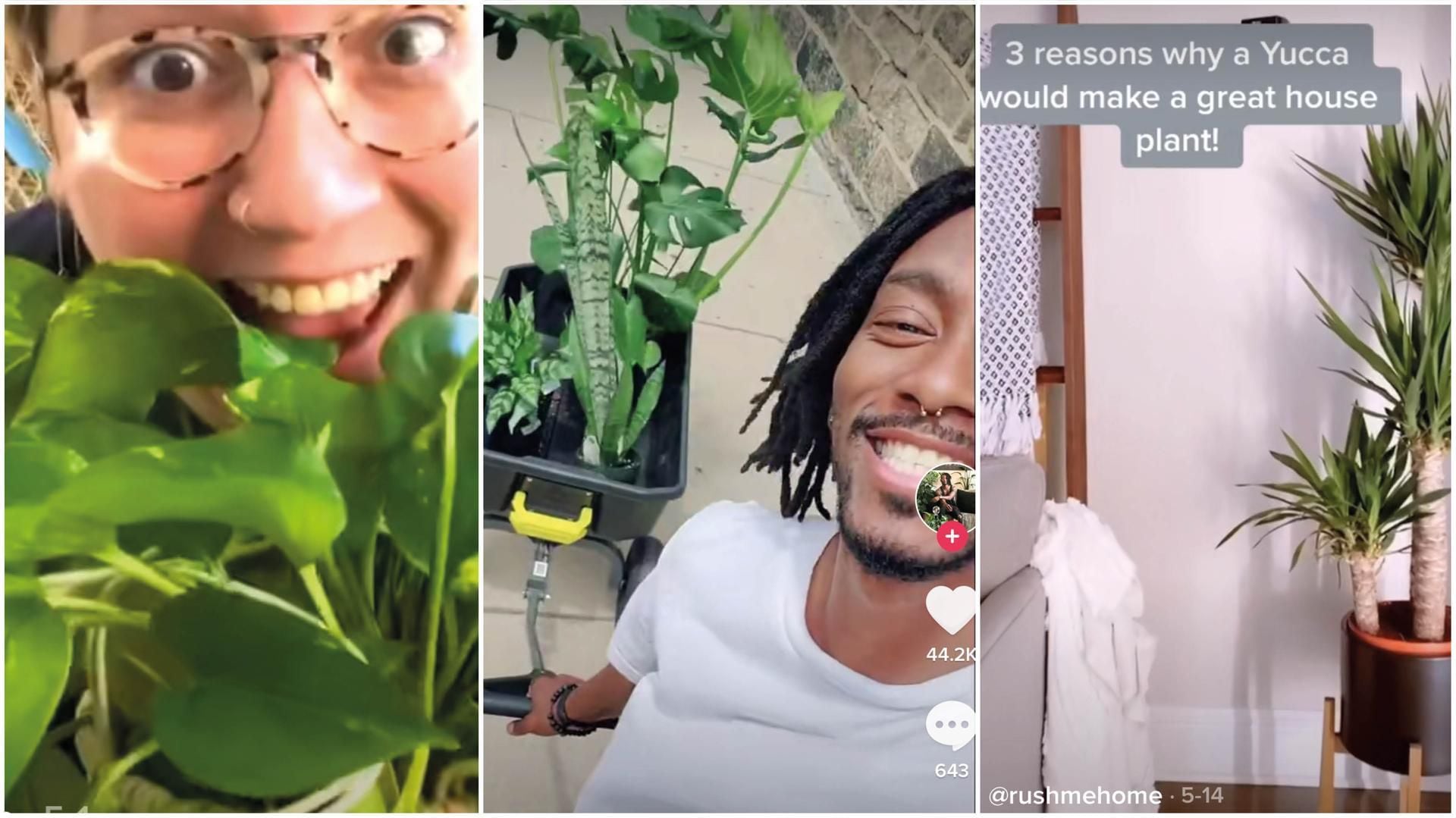 TikTok: Why this Gen Z app might be able to teach us a thing or two about  houseplants