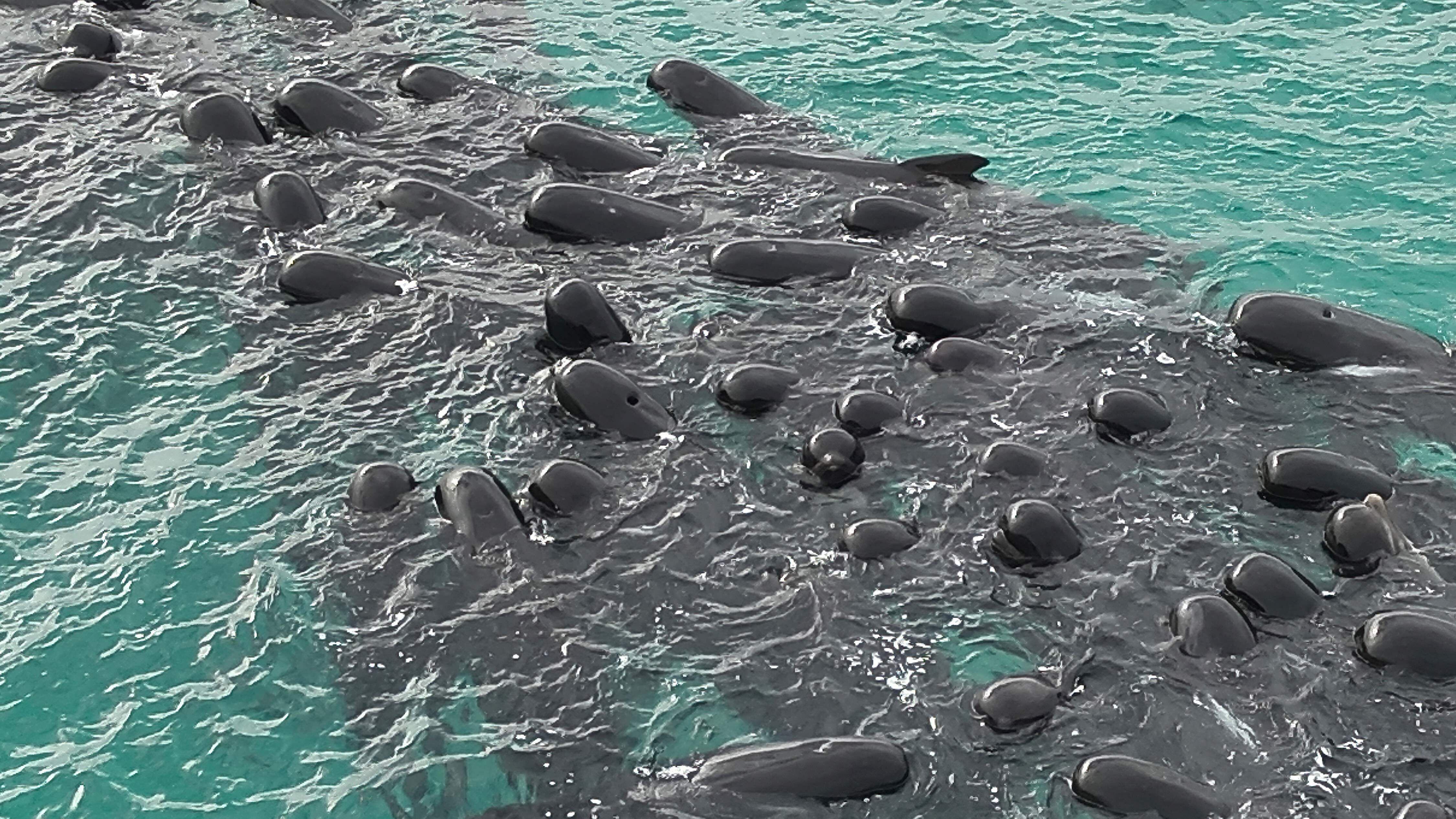 Volunteers working to save nearly 100 beached whales in Australia, but more  than half have died