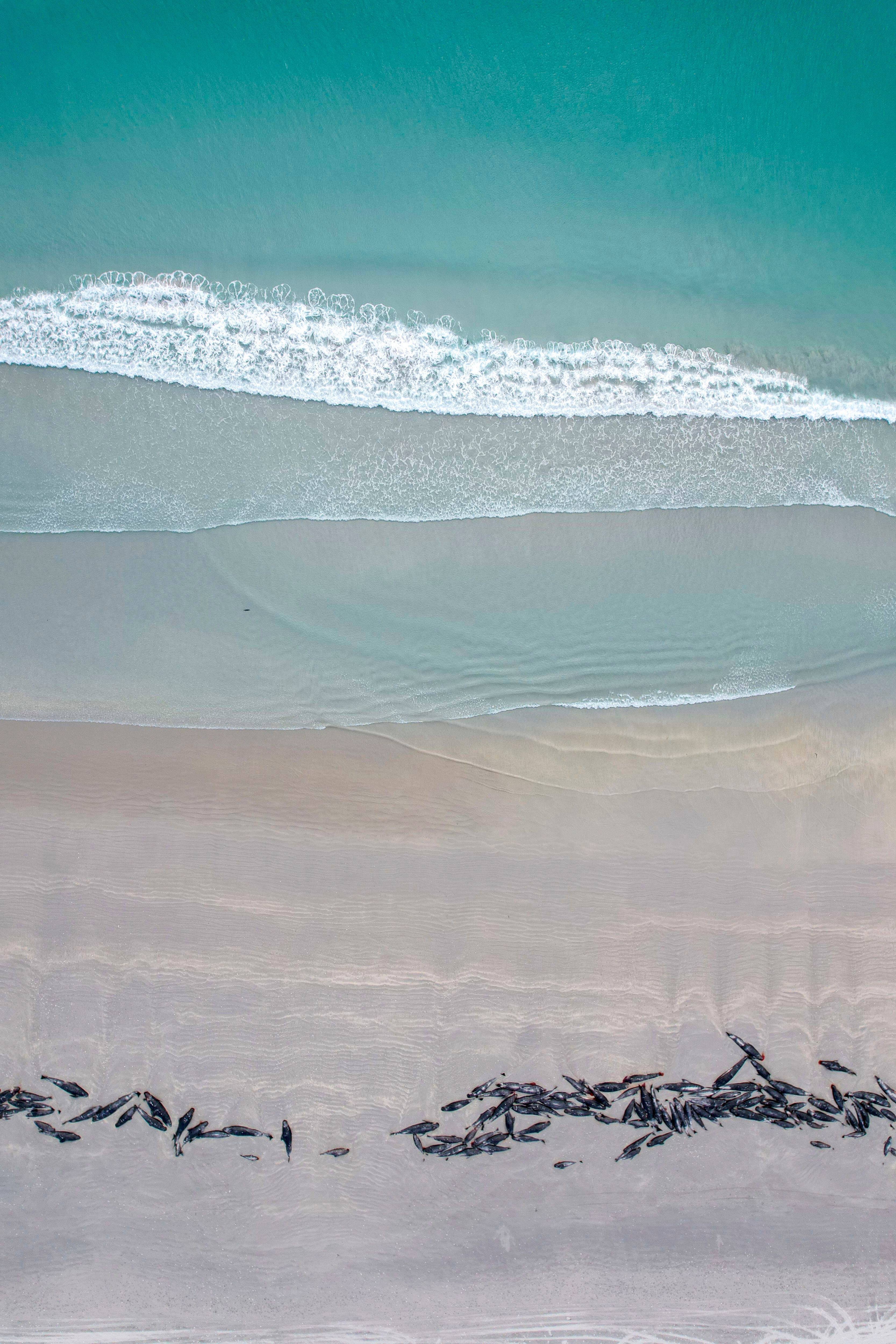 PHOTOS: Super Pod of 200 Pilot Whales Die in Mass Stranding in Australia