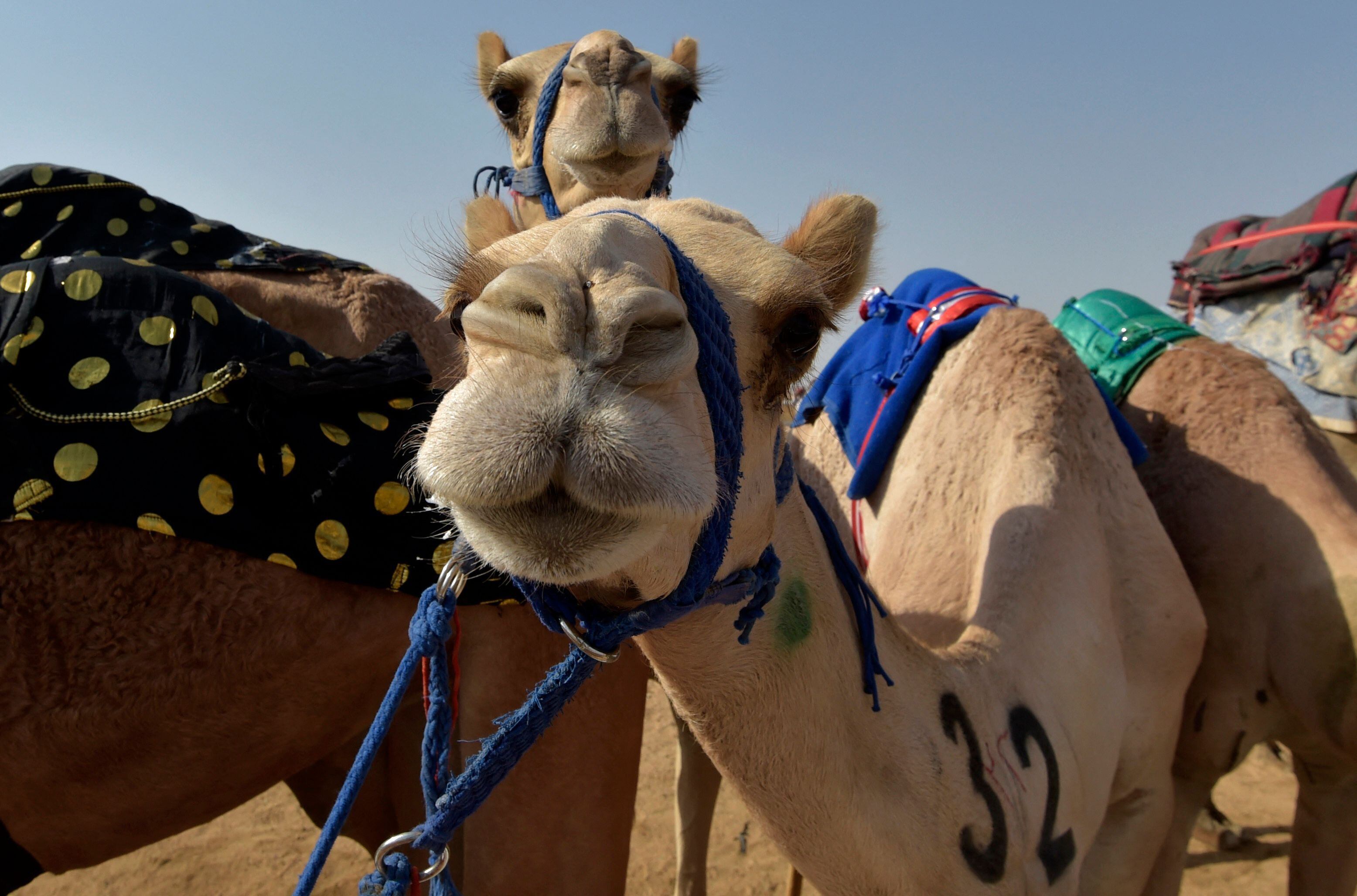 Crown Prince Camel Festival in Saudi Arabia in pictures The National