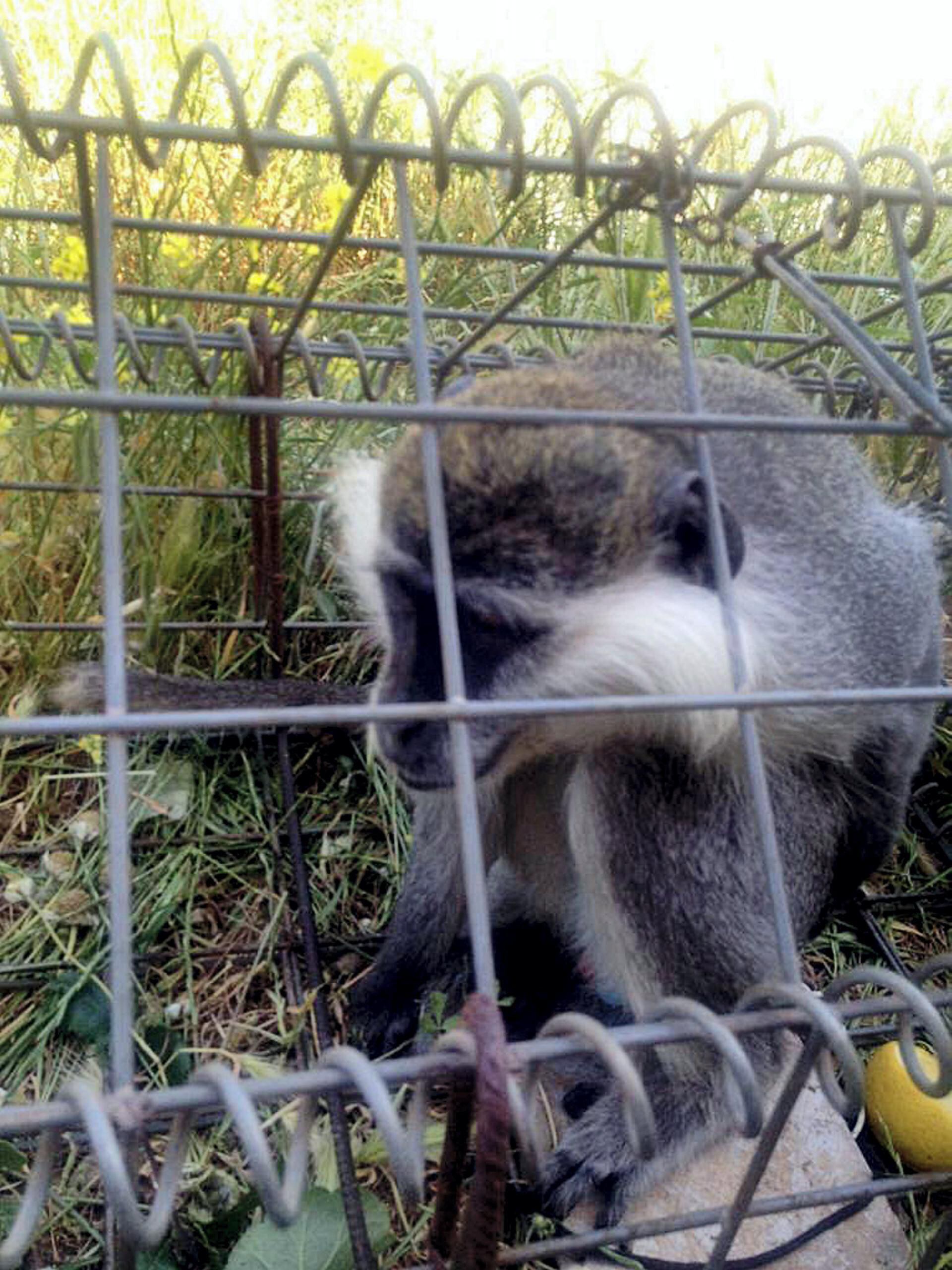 Escaped pet monkey crosses Lebanon Israel border despite war