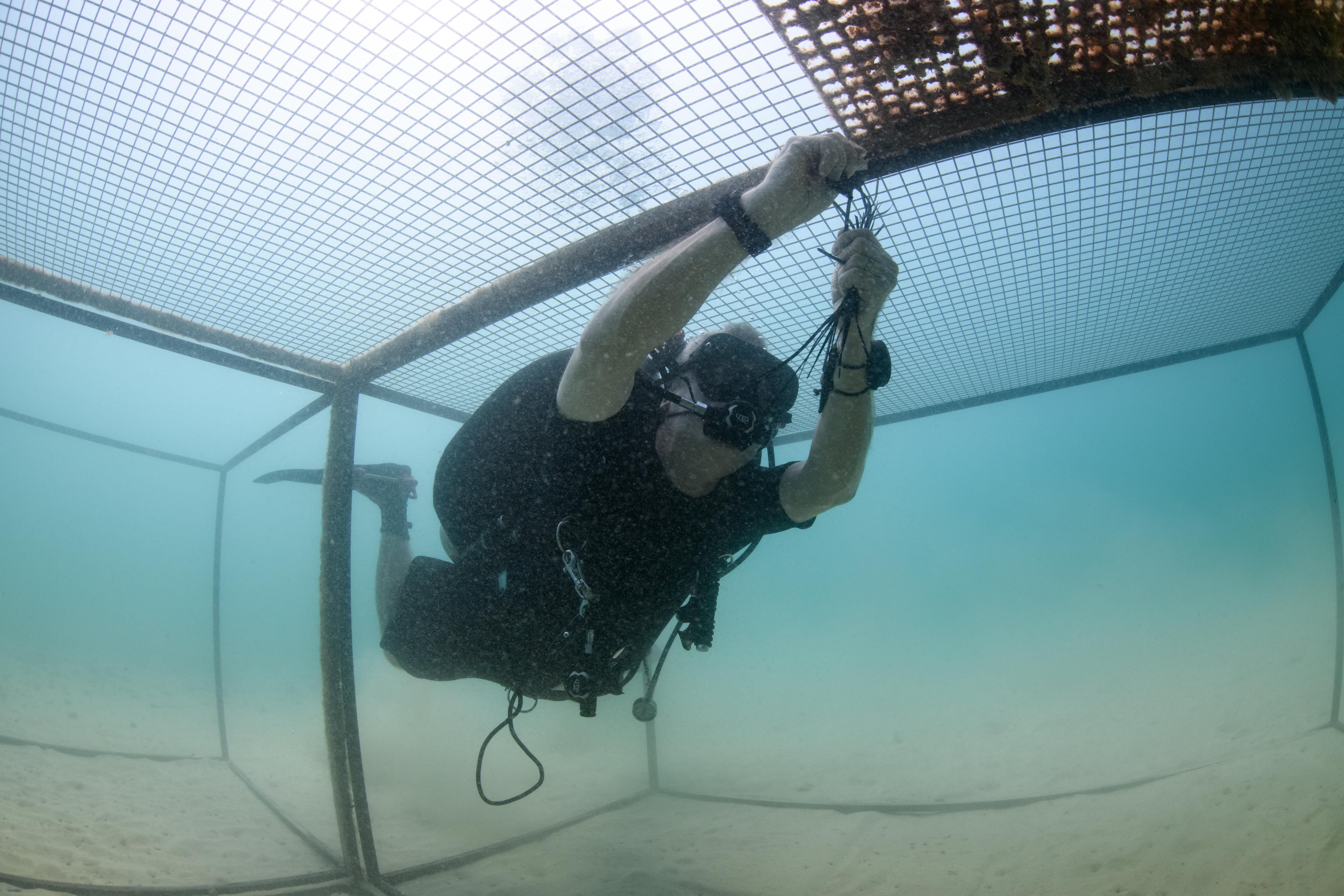 Artificial reefs sunk off Fujairah coast to revive threatened marine  habitats