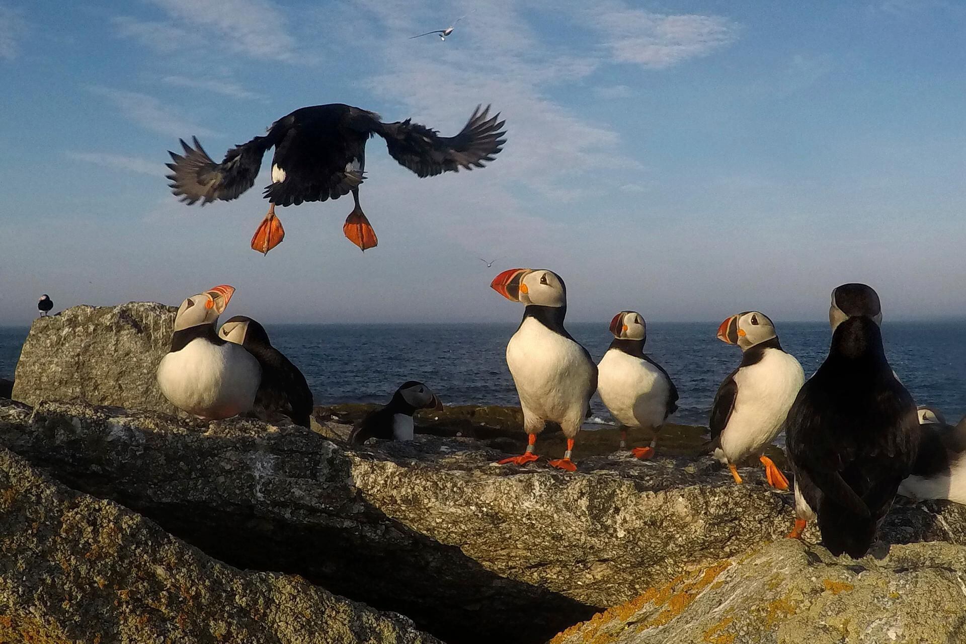 A bellwether of climate change, puffins are struggling to survive