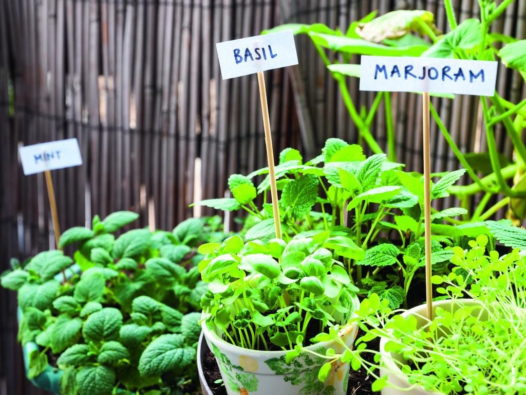 Growing your own herbs in the UAE a guide