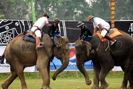 A lofty sport elephant polo in Chiang Rai