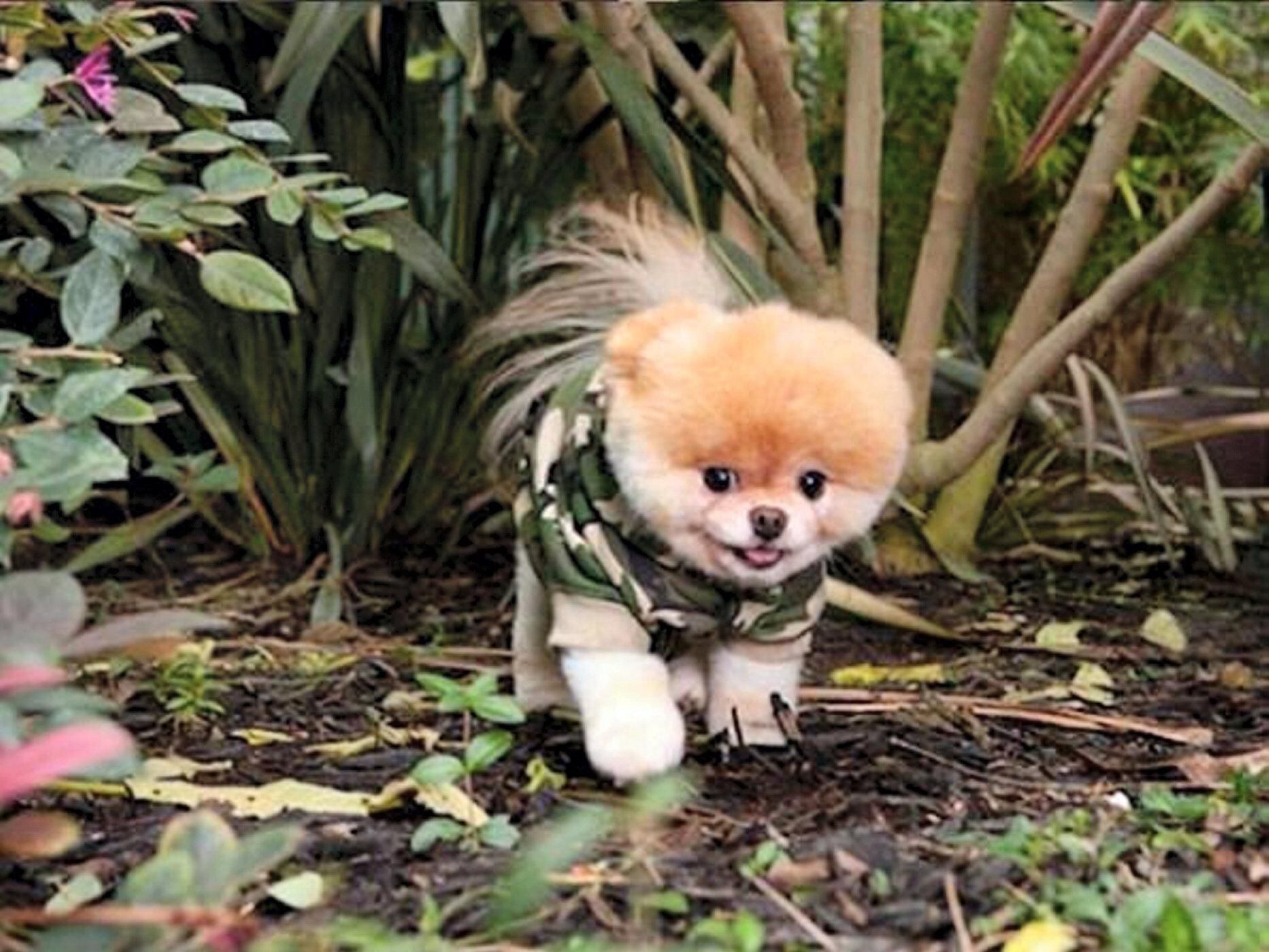 Boo The World S Cutest Dog Dies Aged 12