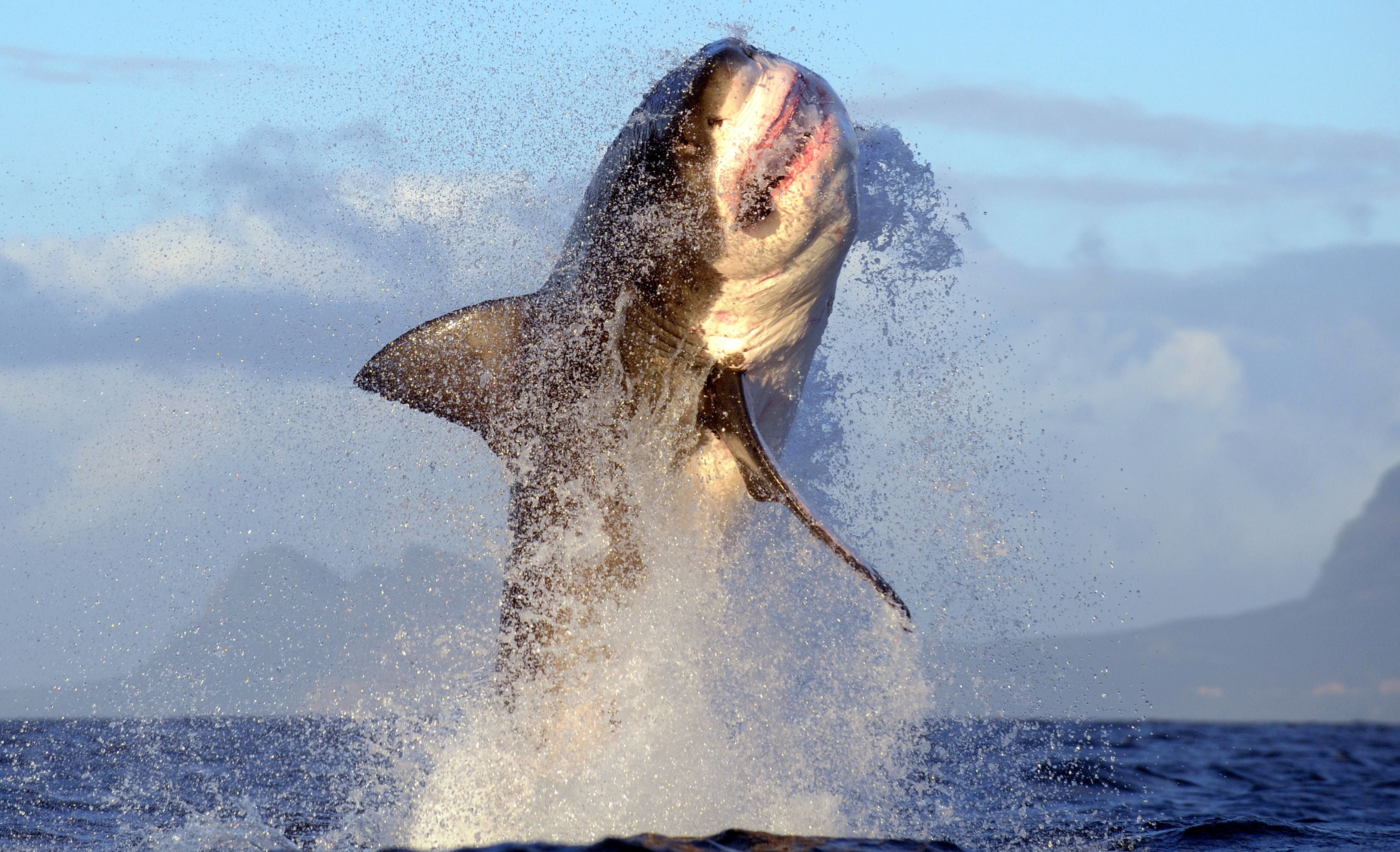 Great white sharks could soon be found in UK waters, researchers say