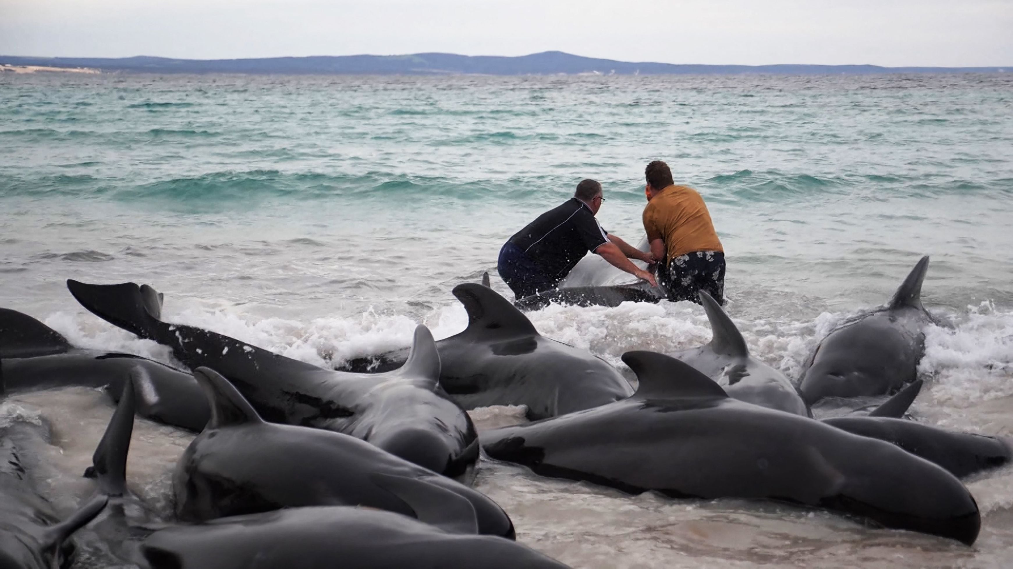 Race to save almost 50 pilot whales after same number die in mass stranding  on WA beach, Whales