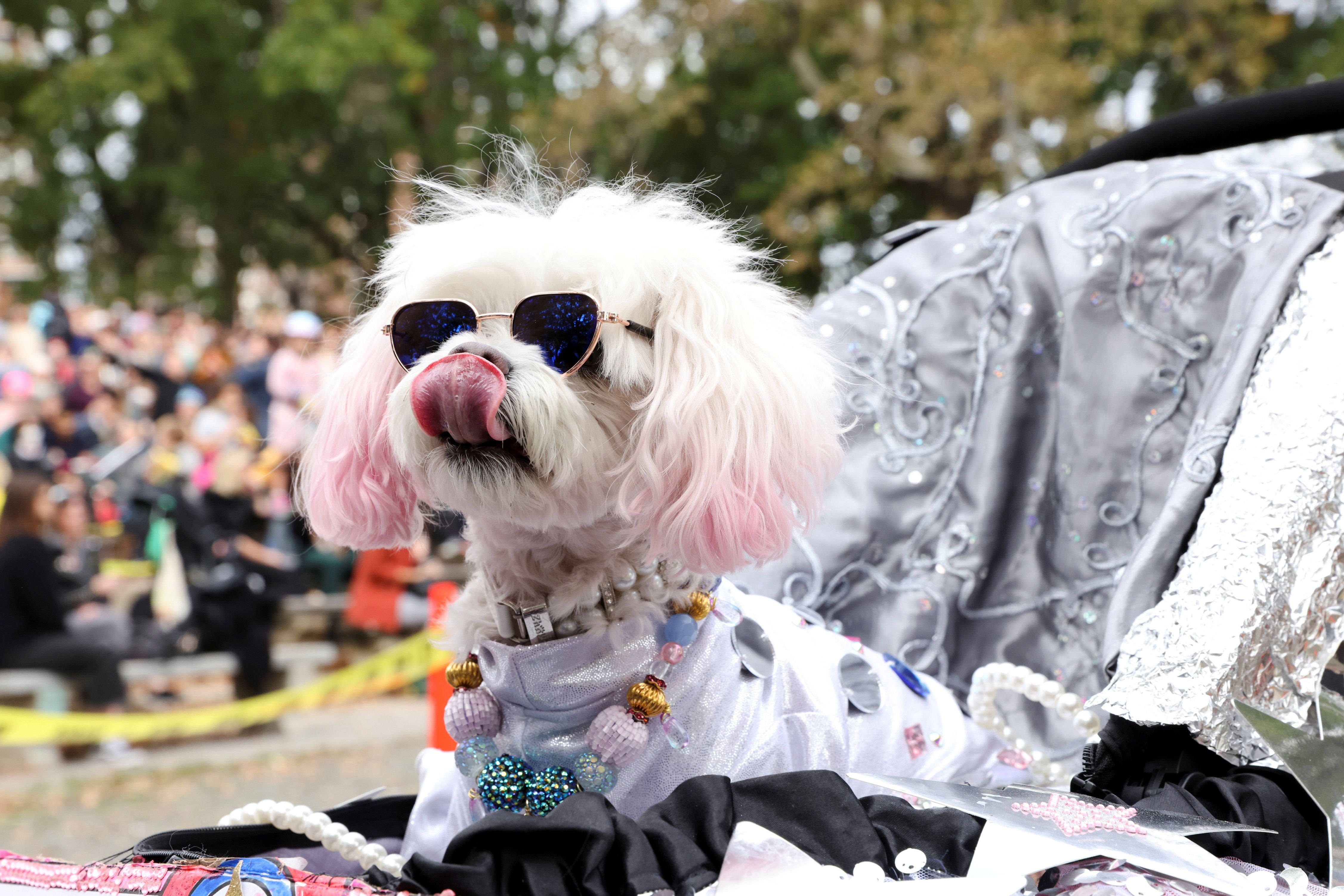 New York Pet Fashion Show