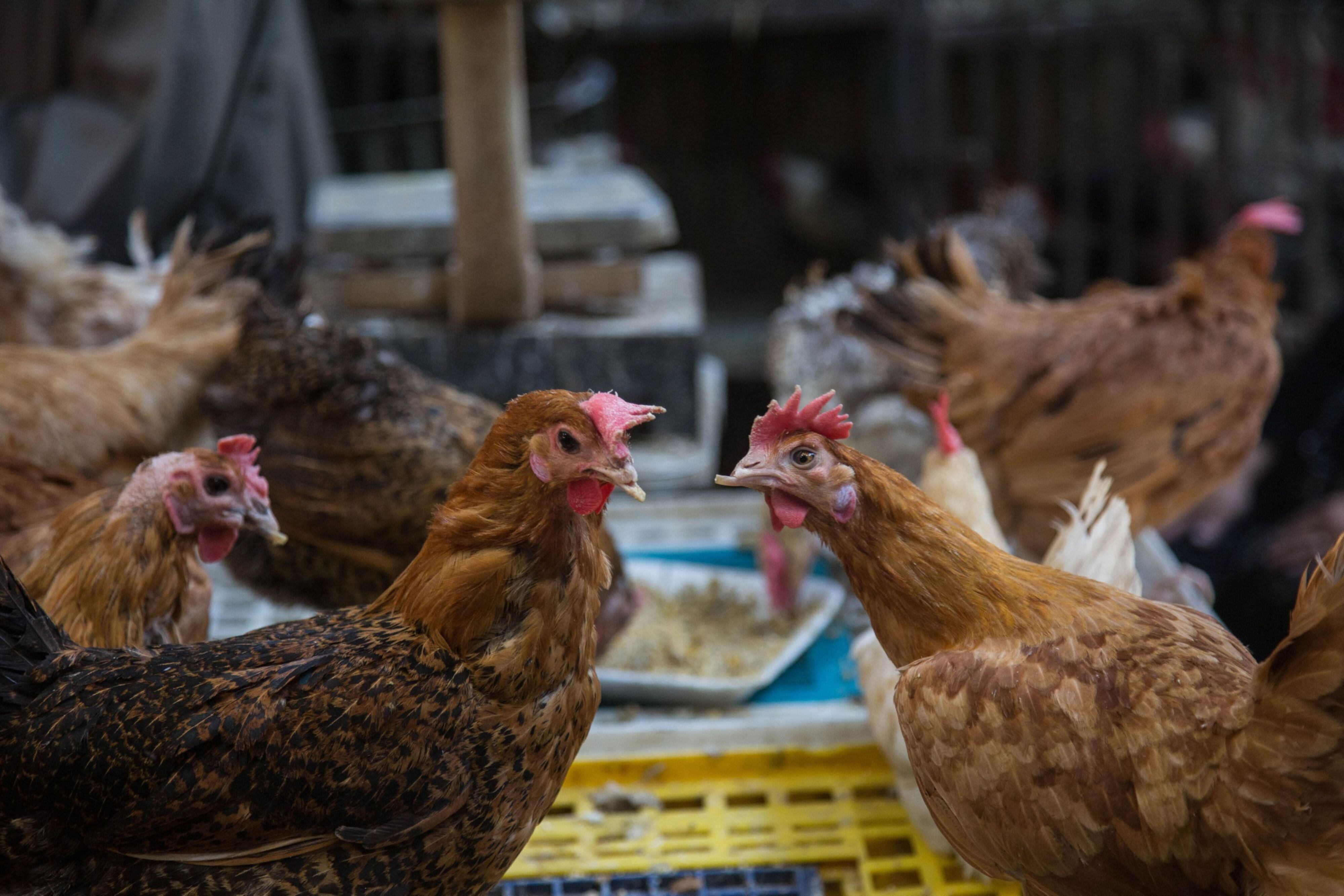 Sunshine Coast chicken farmer calls it quits as sales dry up