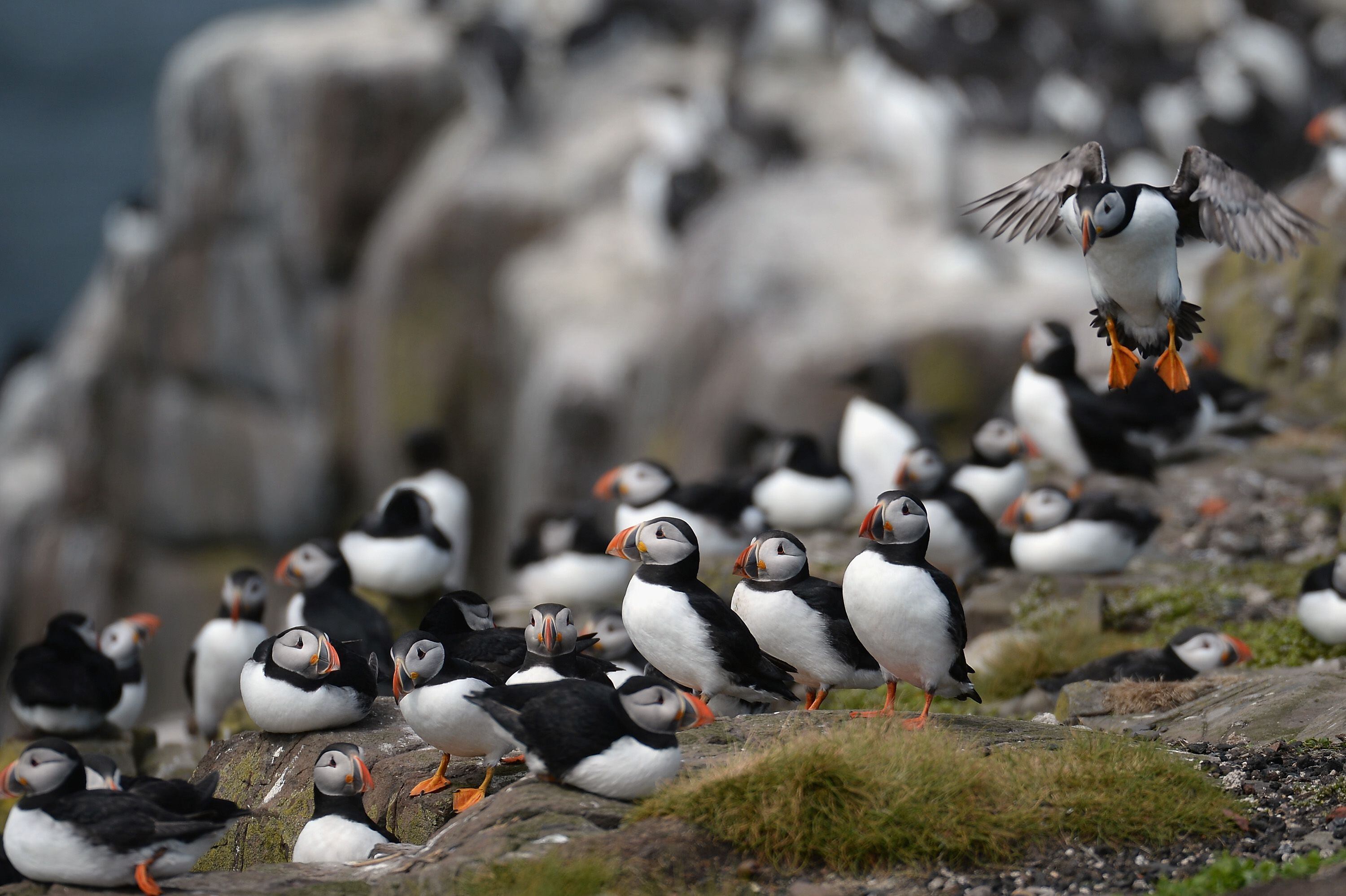 We saved the puffins. Now a warming planet is unraveling that work