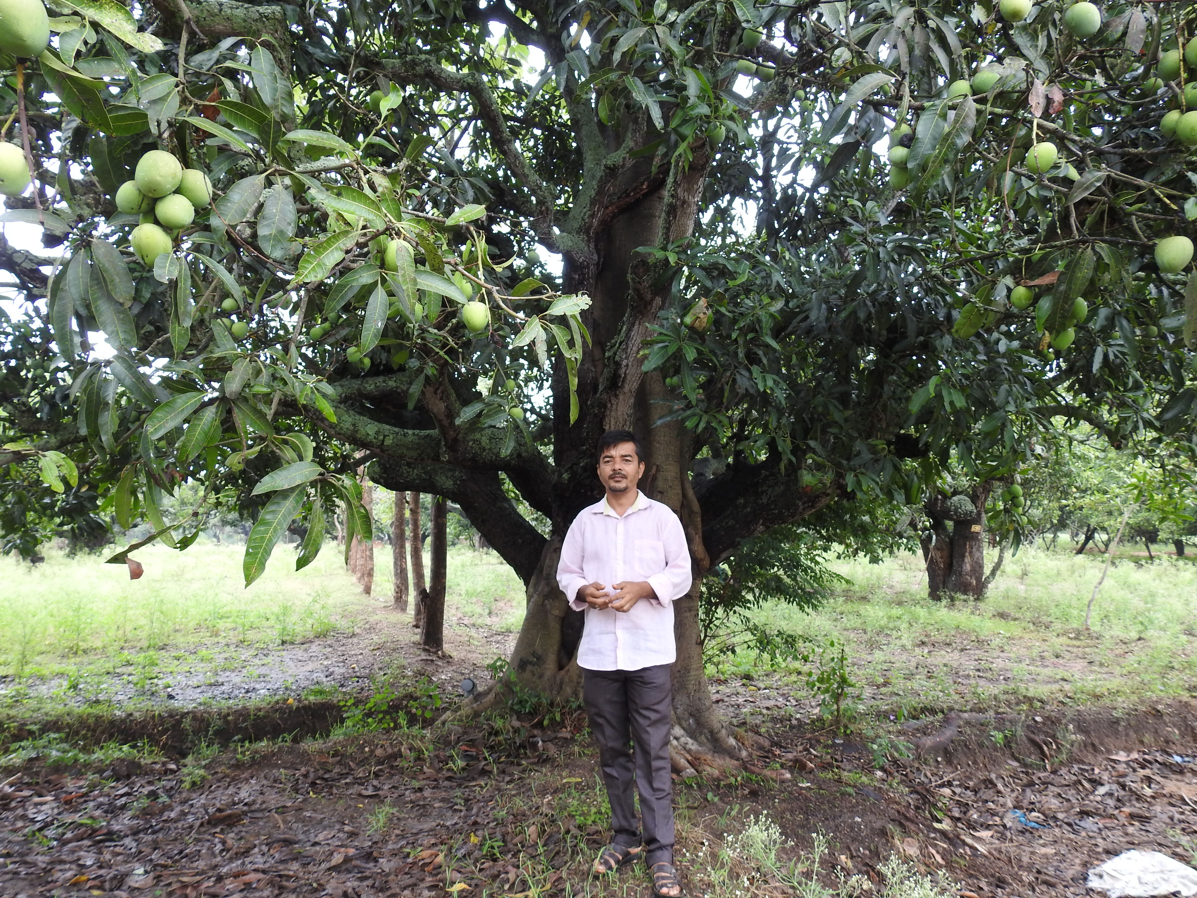 Indian Farmer Grows Mangoes That Look Like Apples And Taste Like Bananas