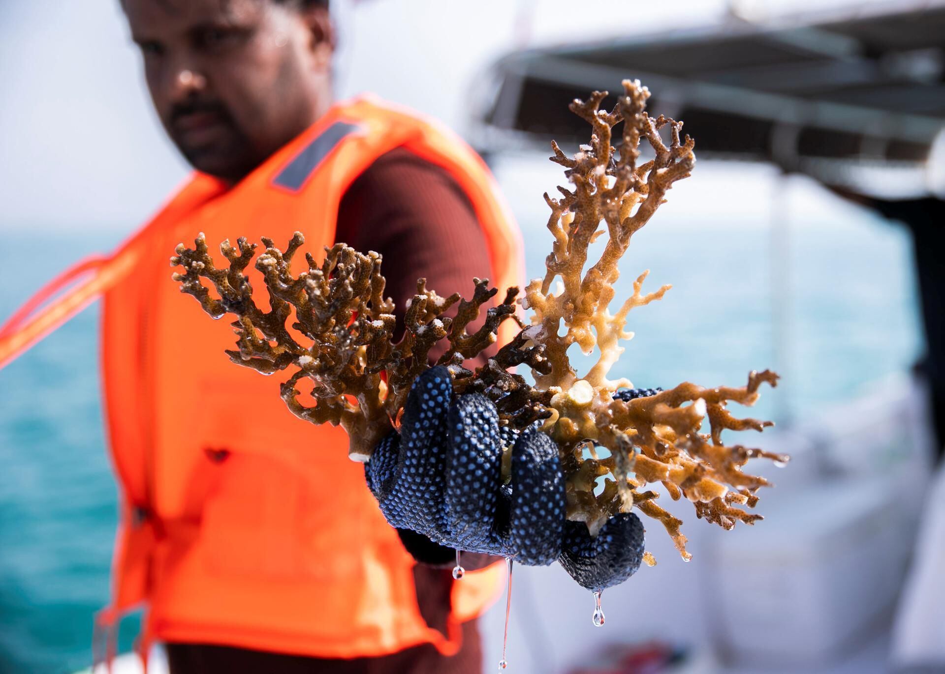 Artificial reefs sunk off Fujairah coast to revive threatened marine  habitats