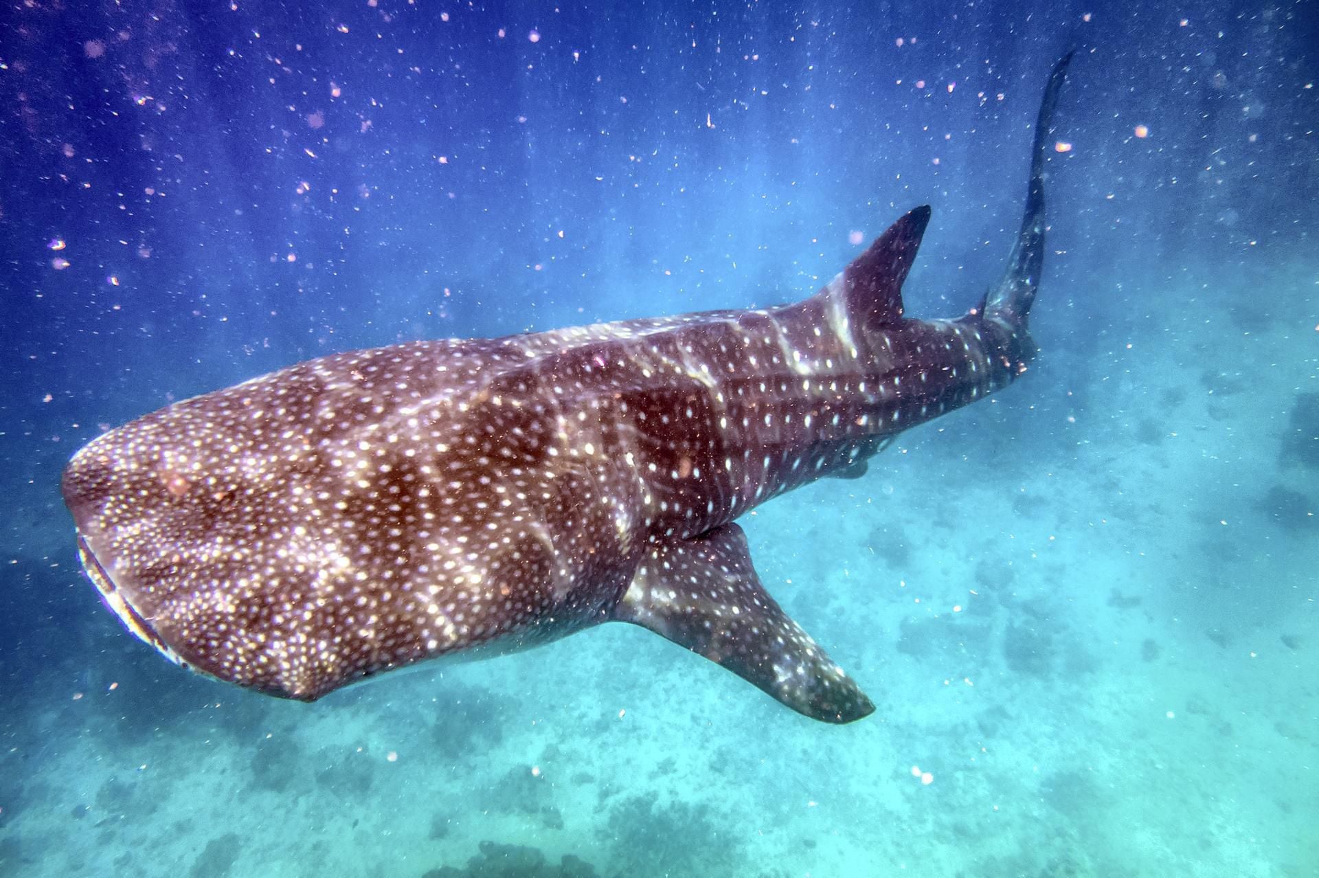 New species of hardy crustacean discovered living in mouths of whale sharks  – Firstpost