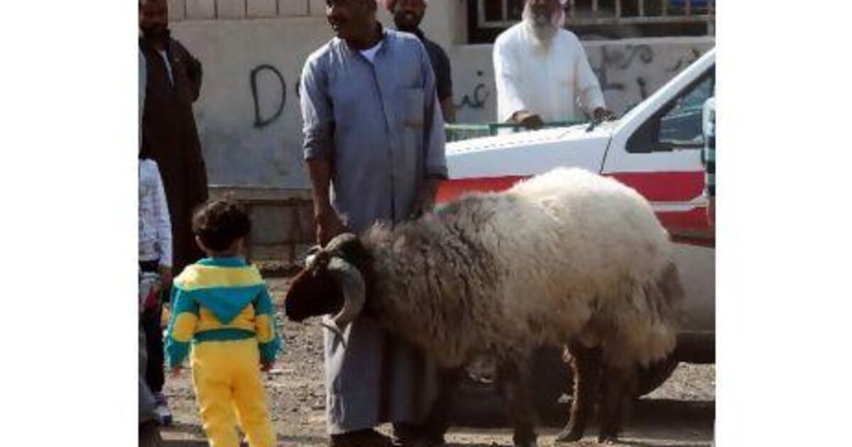 Sheep Kuwait Kuwaitis prefer to buy live sheep despite controversy | The National