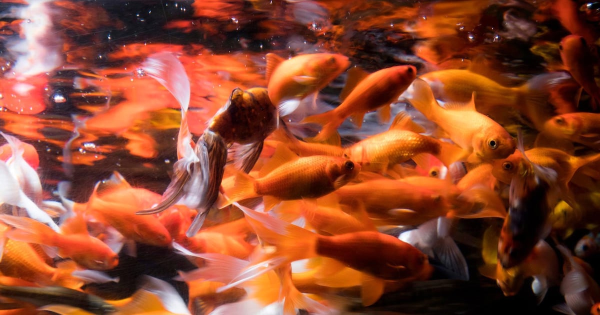 What is the Goldfish Generation and has it changed media habits