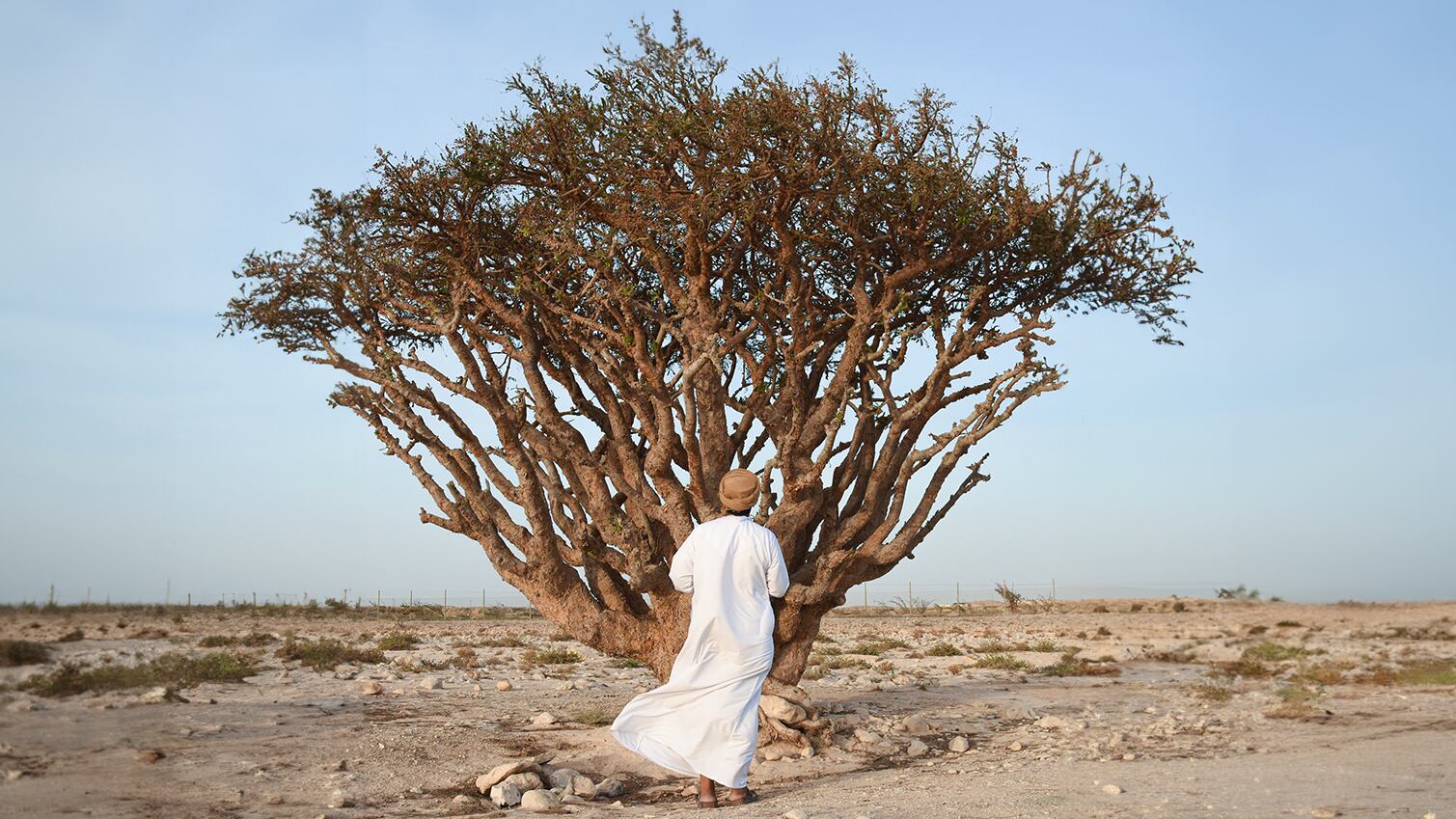 Amouage protects Omani heritage by harvesting frankincense