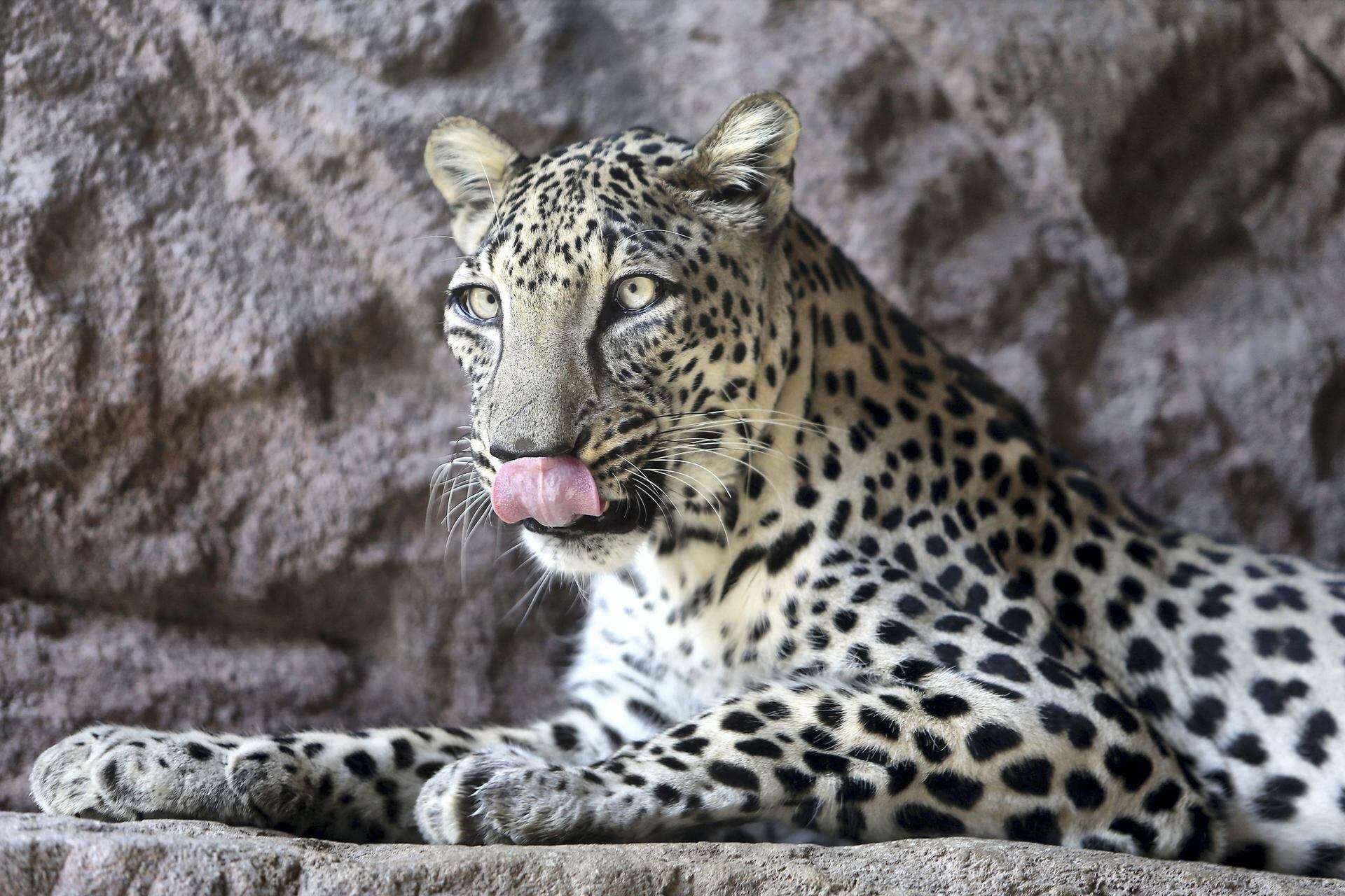 Arabian Leopard Population Given 20 Million Lifeline In New Deal