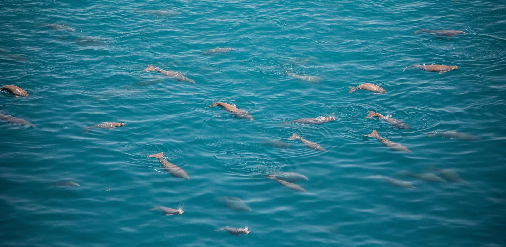 Abu Dhabi's dugong population saved by fishing net ban