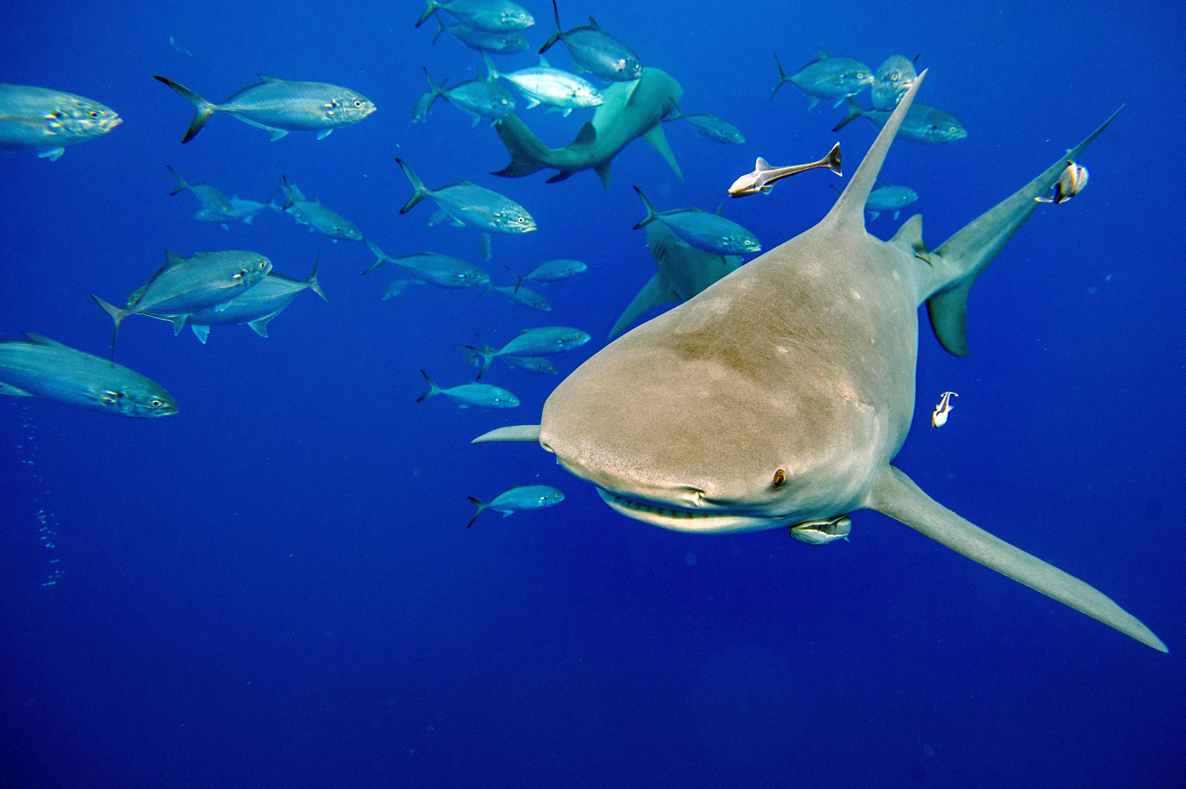 hammerhead shark attack human