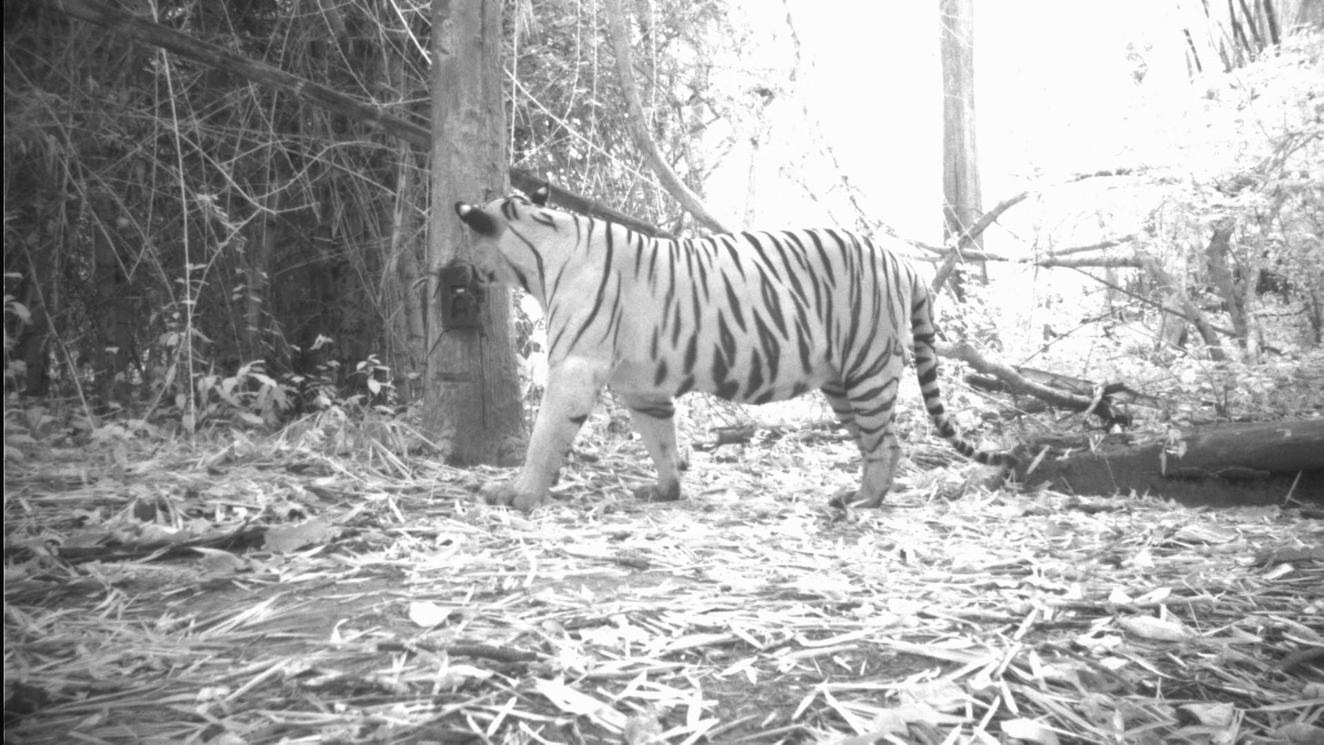 Rare tigers in Thailand spotted for first time in four years - The  Washington Post